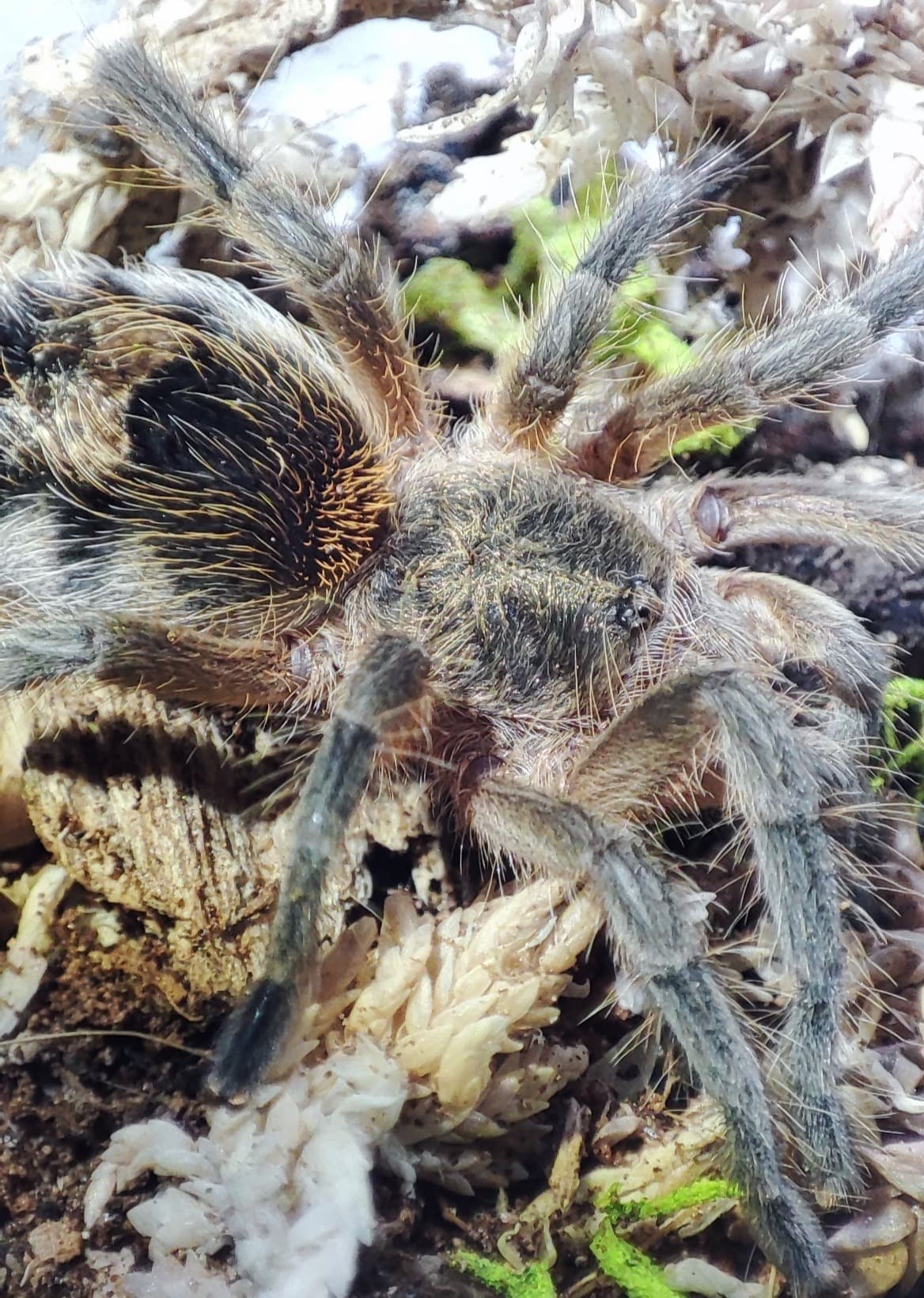 Euathlus manicata gold ♀️