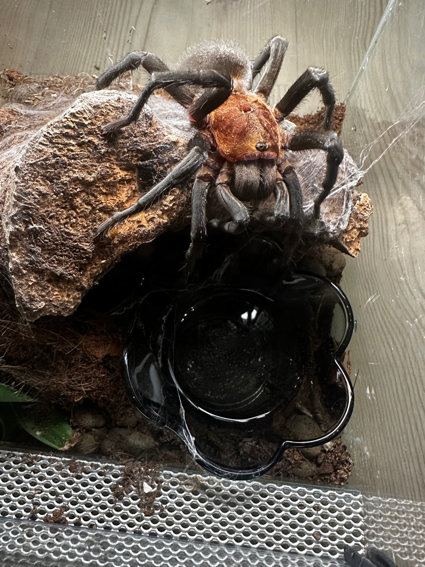 Bumba horrida - Bumba horrida samiczka ok. 5 DC | Terra Market