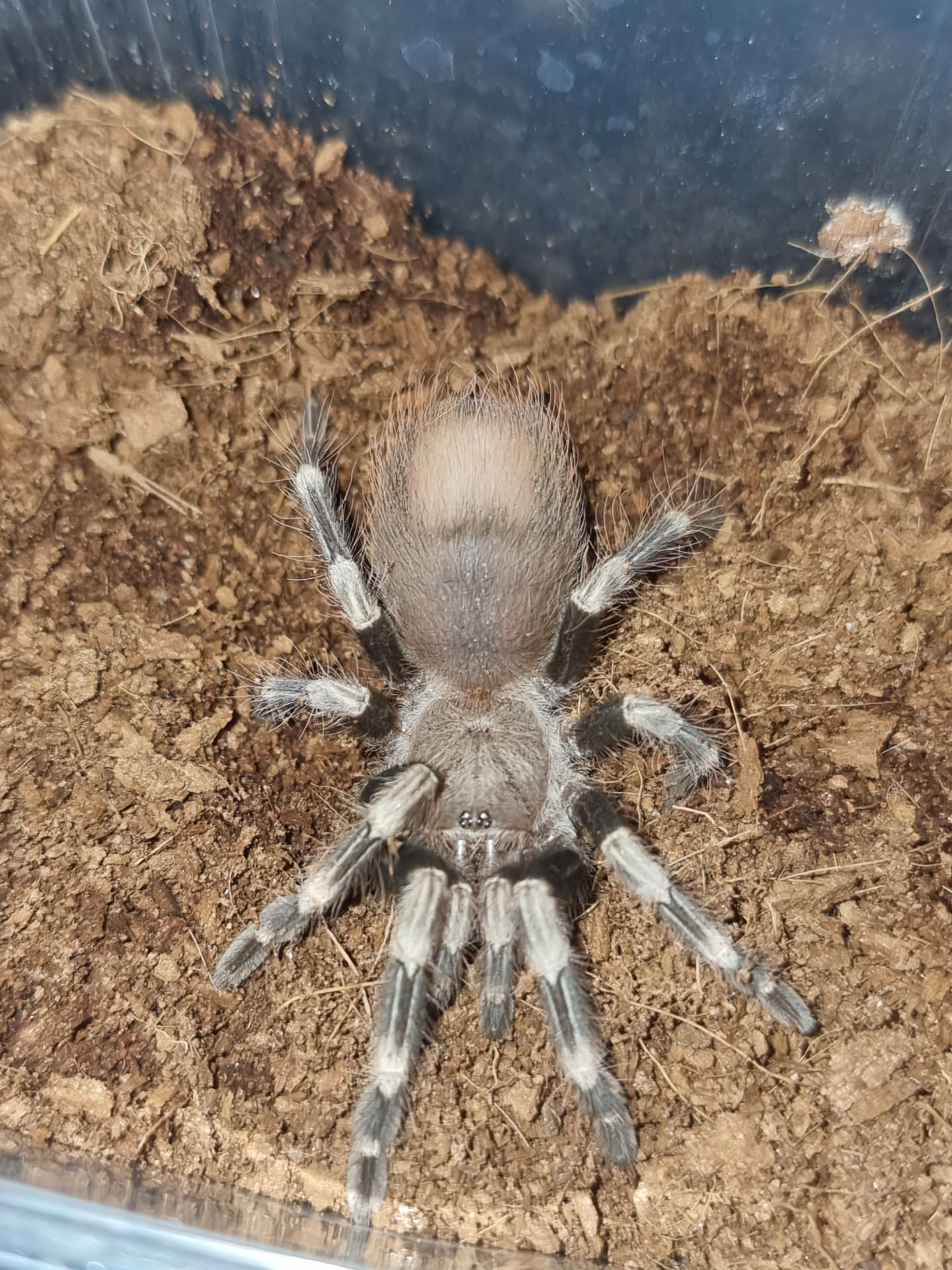 Nhandu chromatus - Vitalius (ex. Nhandu) chromatus podrostek | Terra Market
