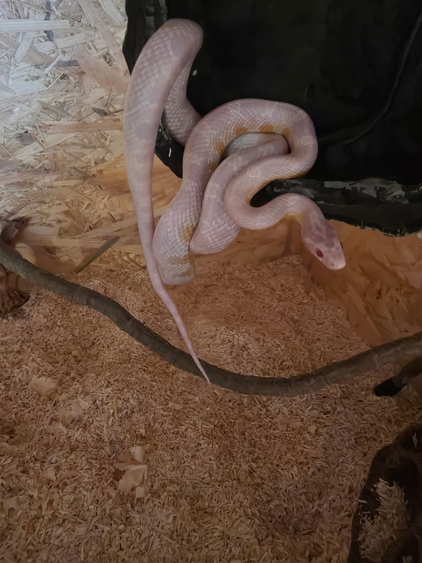 Pantherophis guttatus - Beautiful undersized snake of the snow variety. The price is negotiable. But I am not 100% sure that