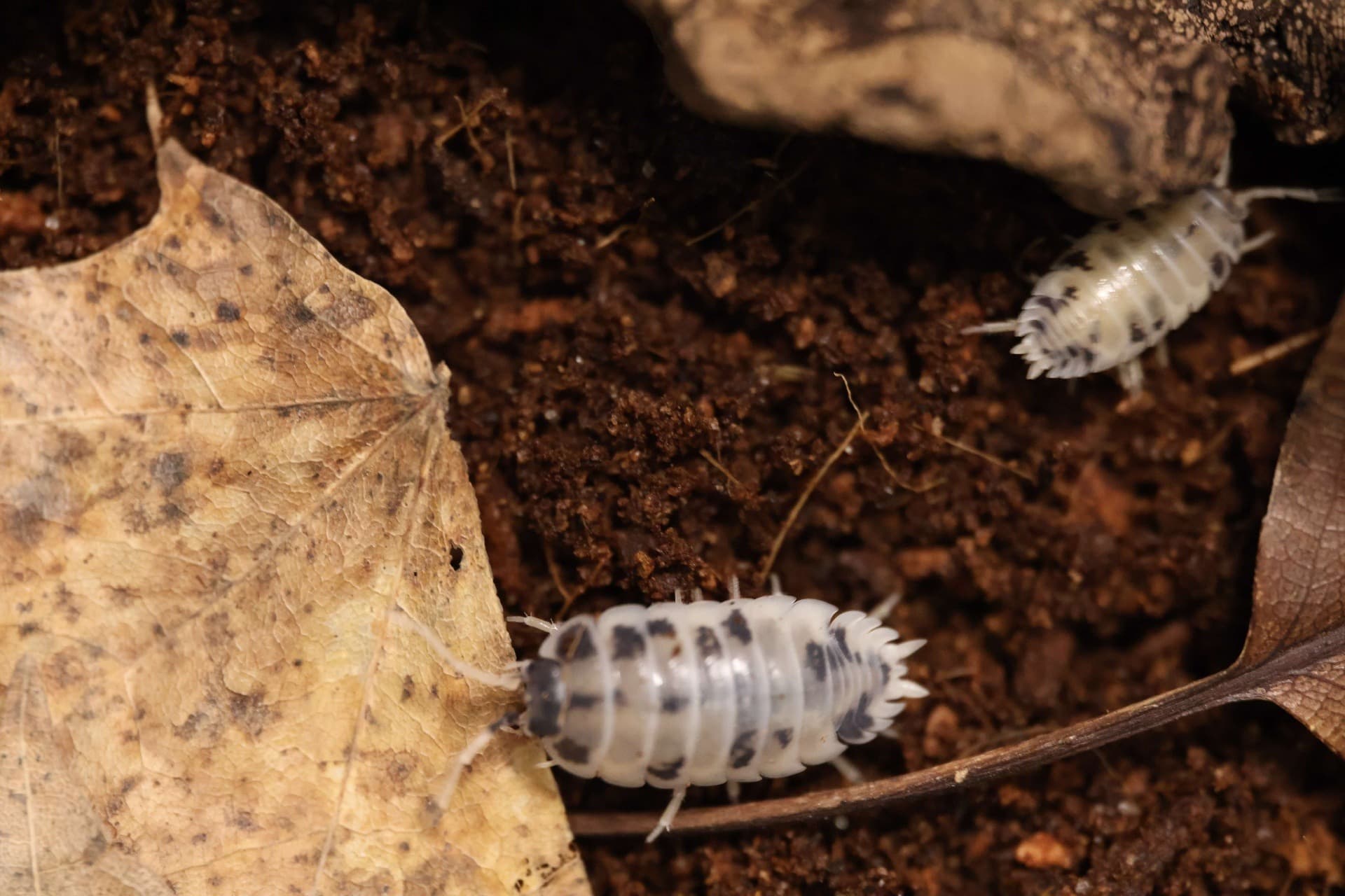Porcellio laevis „Dairy Cow” - Isopods dairy cow 10pcs cleaning crew | Terra Market