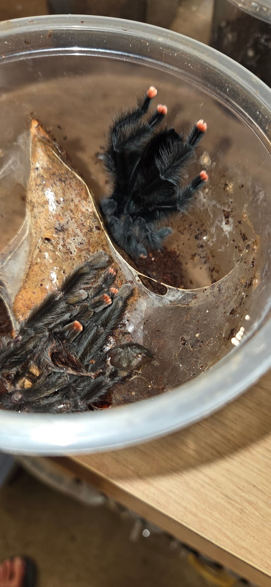 Avicularia sp. Boa Vista - Samiec adult Avicularia sp. boa vista | Terra Market