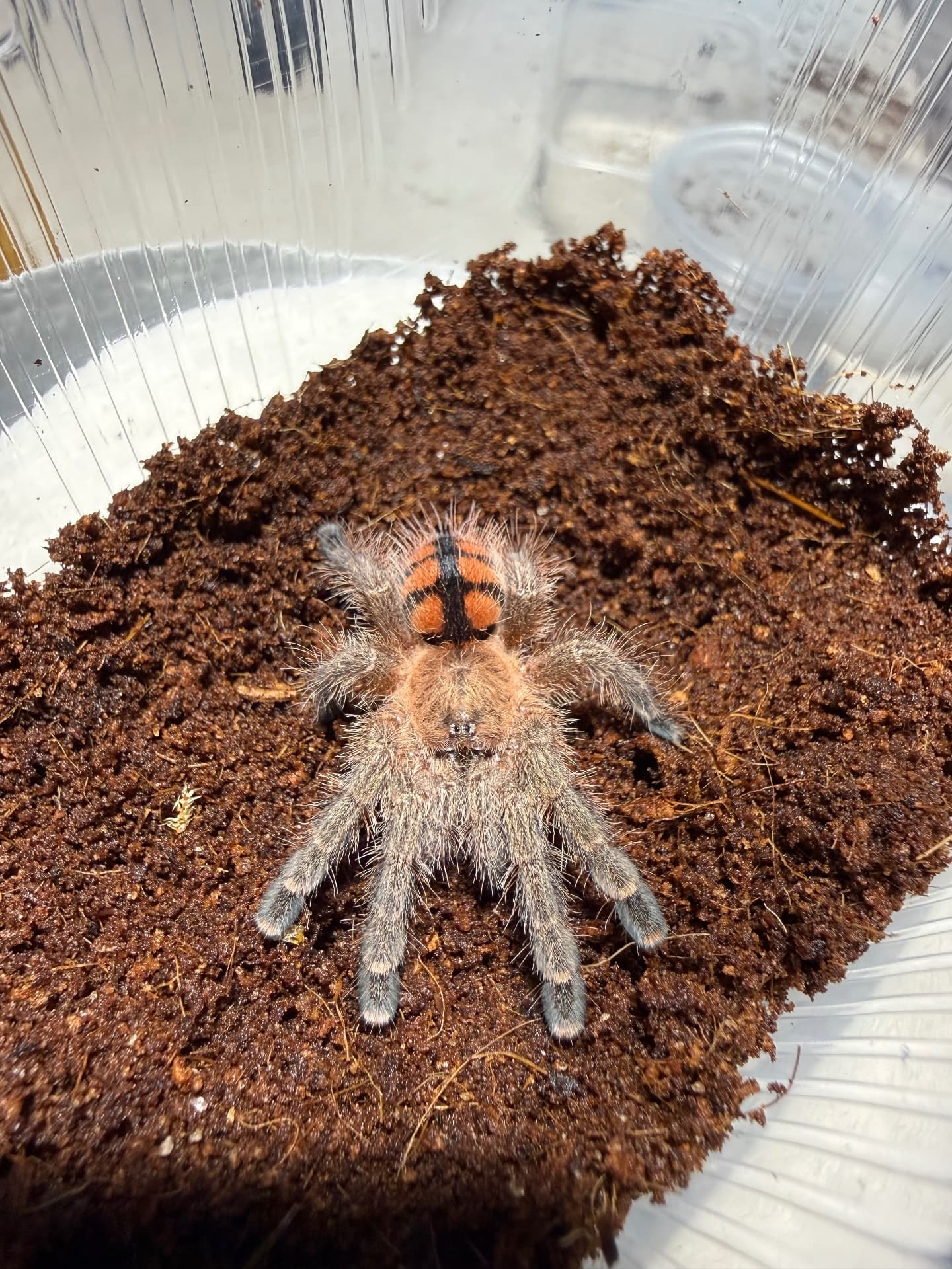 Avicularia minatrix - Avicularia minatrix samiec 2dc | Terra Market