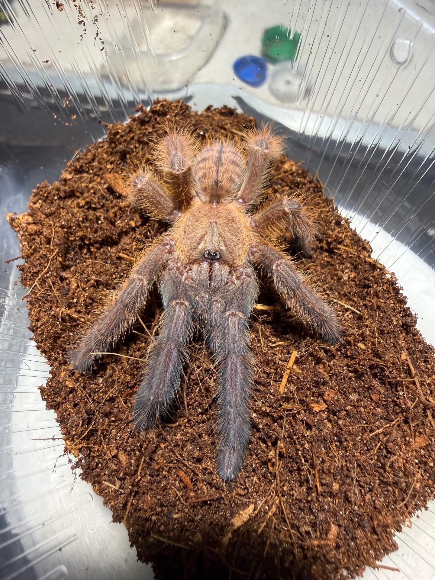 Phormingochilus everetti - Phormingohilus everetti samiec 2,5dc | Terra Market