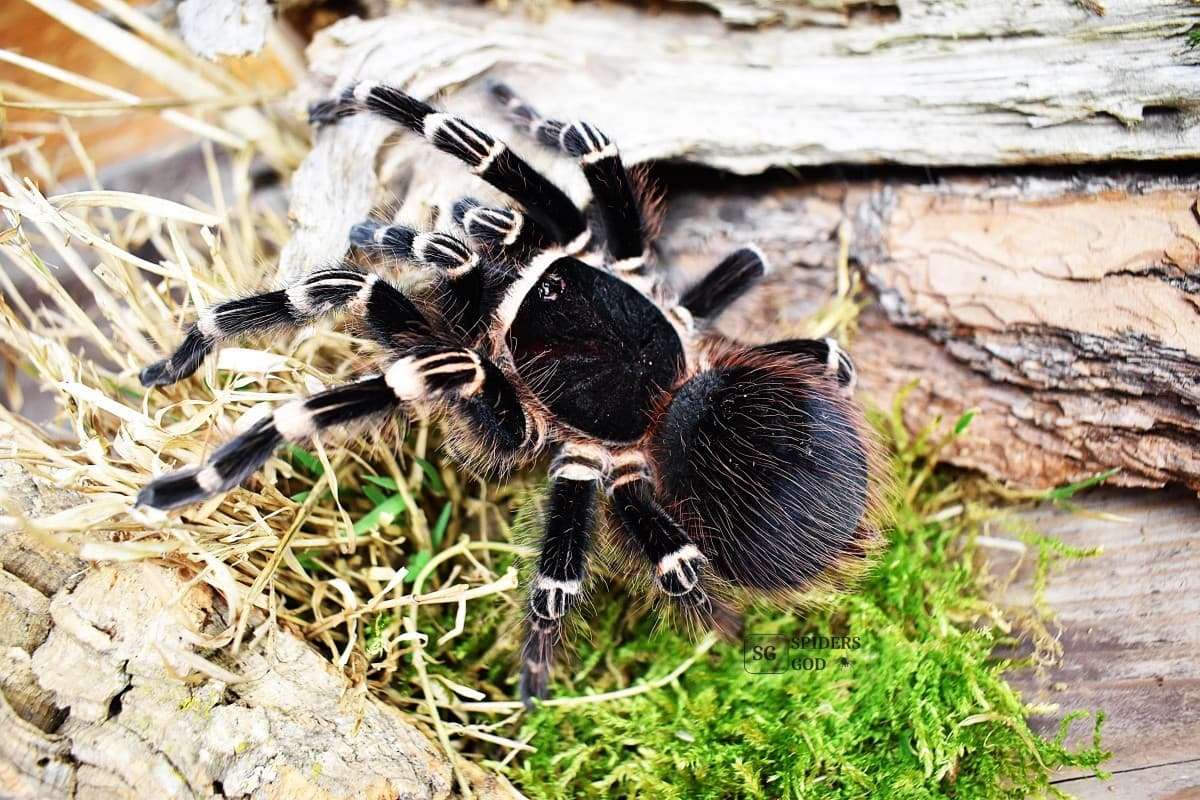 Acanthoscurria geniculata - Acanthoscurria geniculata L6 | Terra Market