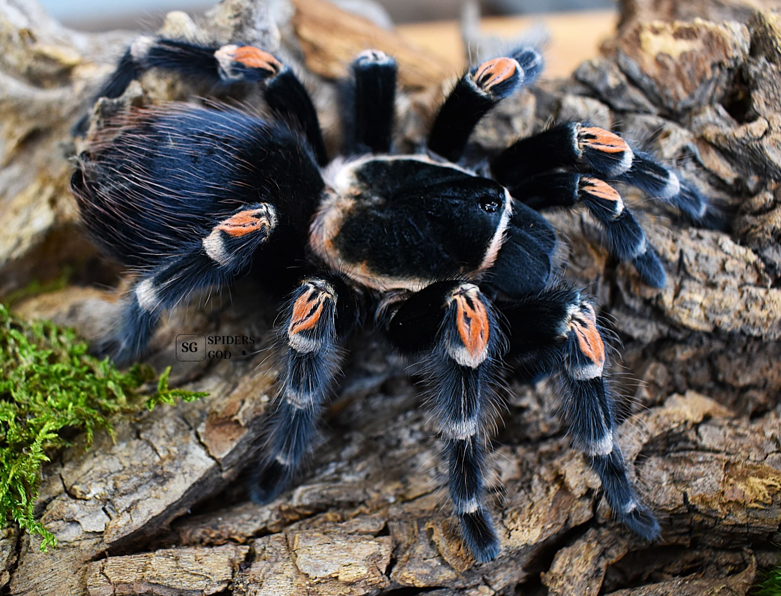 Brachypelma auratum - Brachypelma auratum L3 | Terra Market