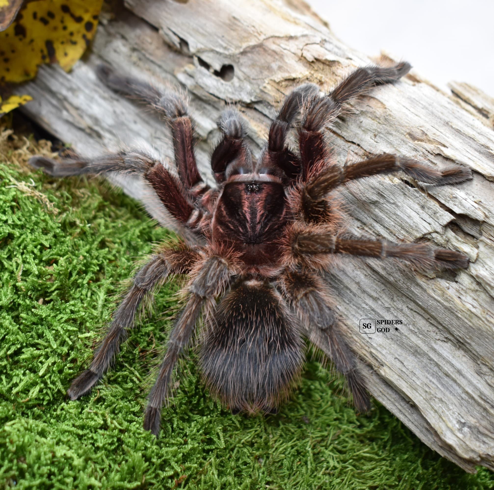 Phormictopus atrichomatus - Phormictopus atrichomatus L5 | Terra Market
