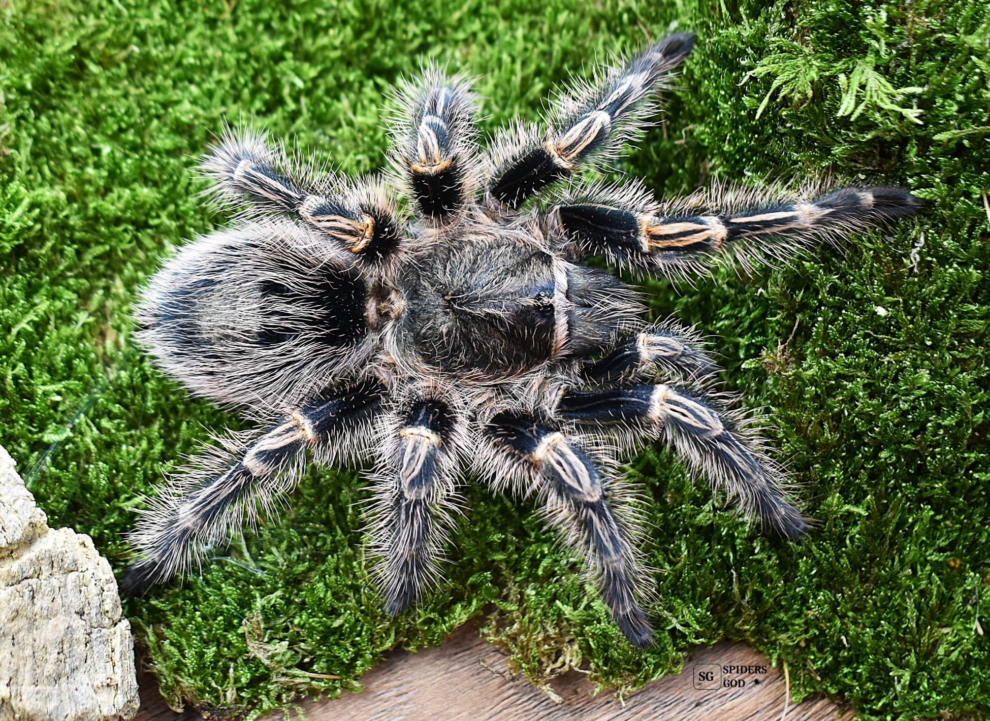 Grammostola pulchripes - Grammostola pulchripes L3 PROMOCJA 2+1 GRATIS | Terra Market