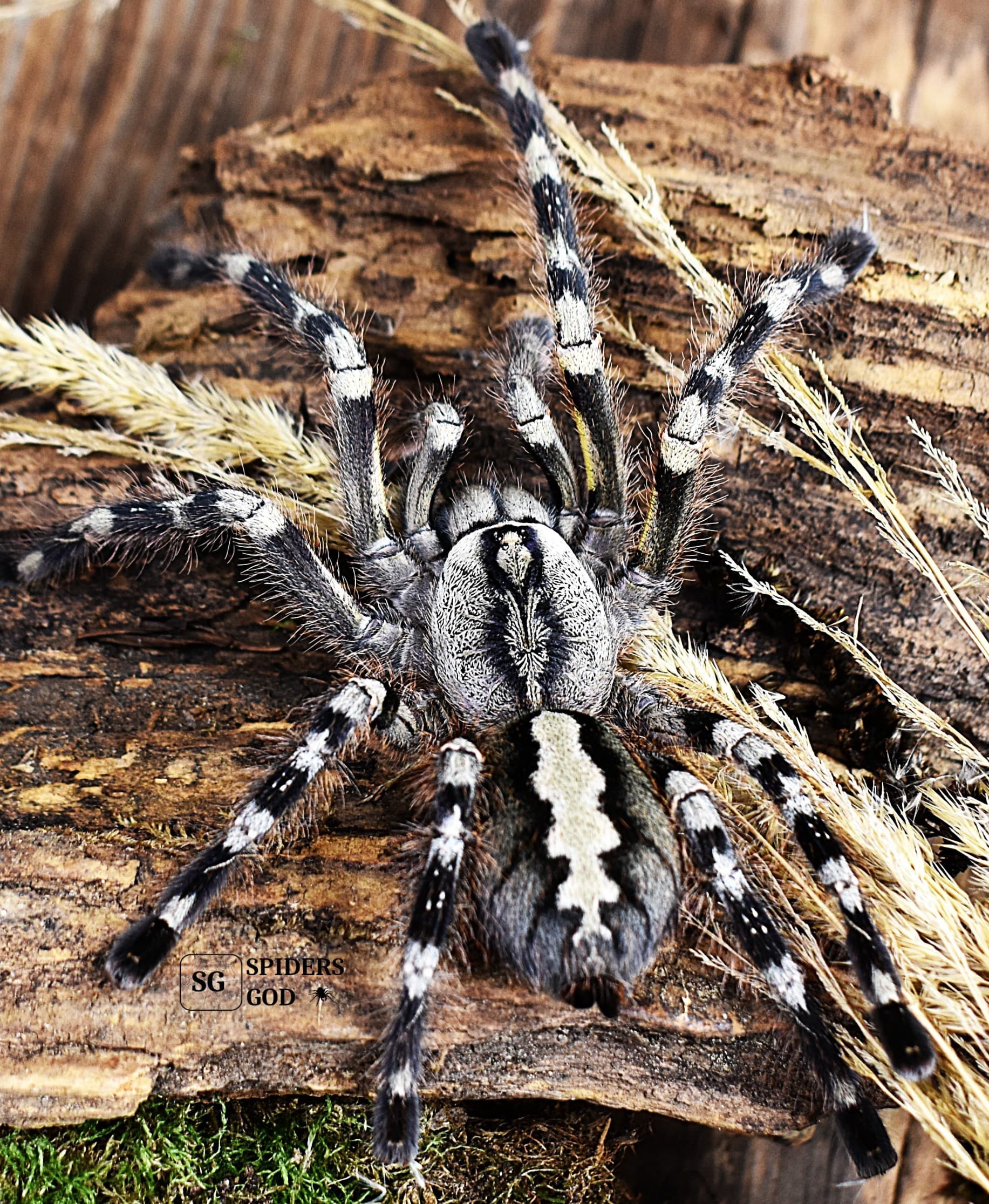 Poecilotheria fasciata - Poecilotheria fasciata L2 grouper 3pcs | Terra Market