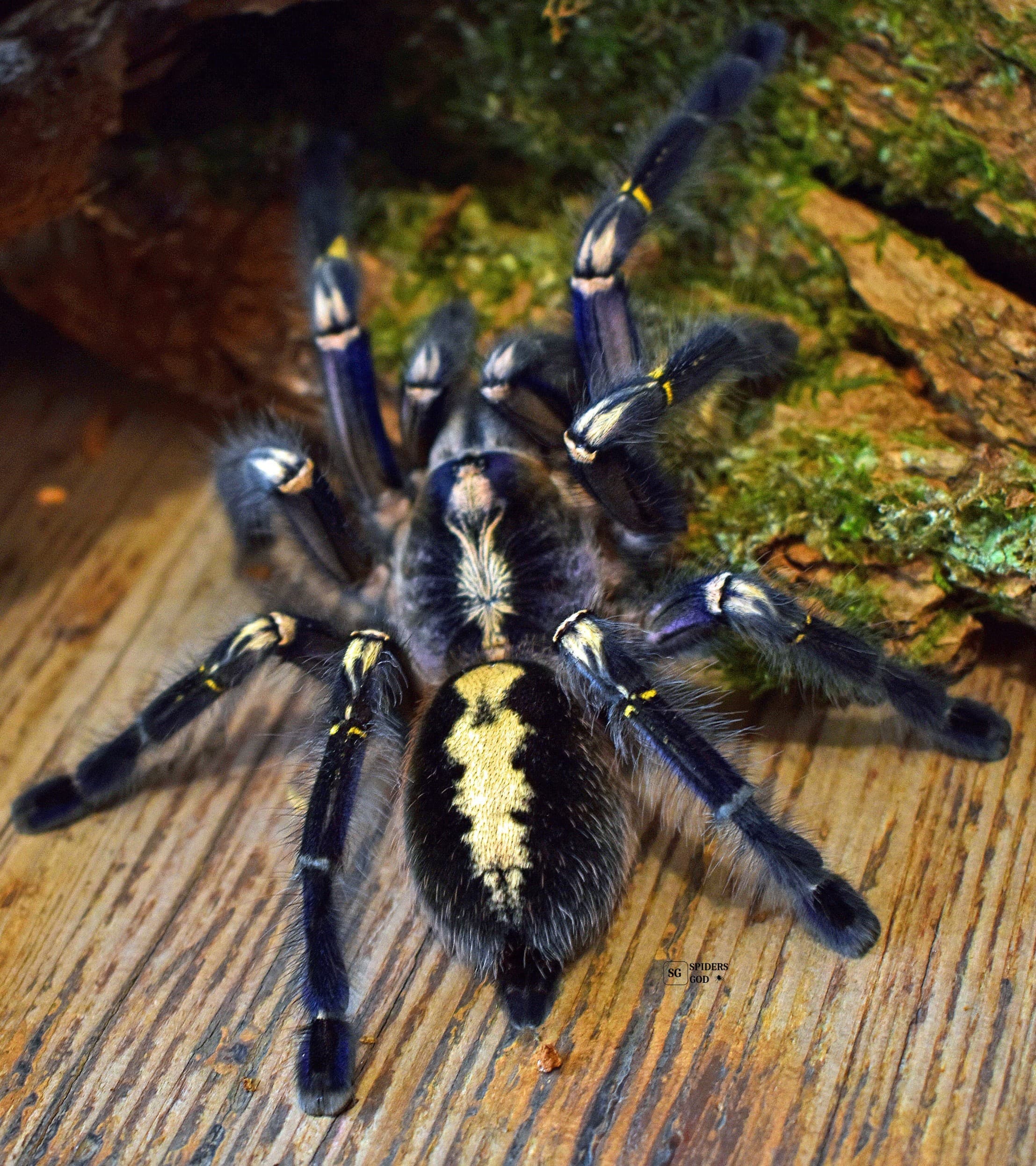 Poecilotheria metallica - Poecilotheria metallica L2 grouper 3pcs | Terra Market
