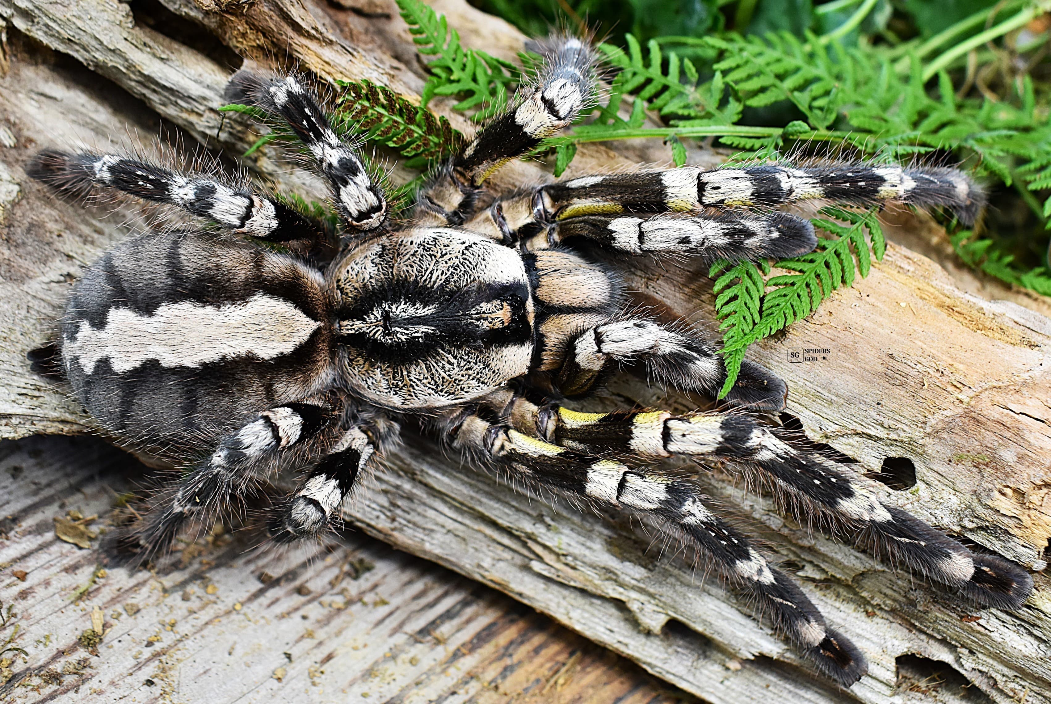 Poecilotheria regalis - Poecilotheria regalis L2 | Terra Market