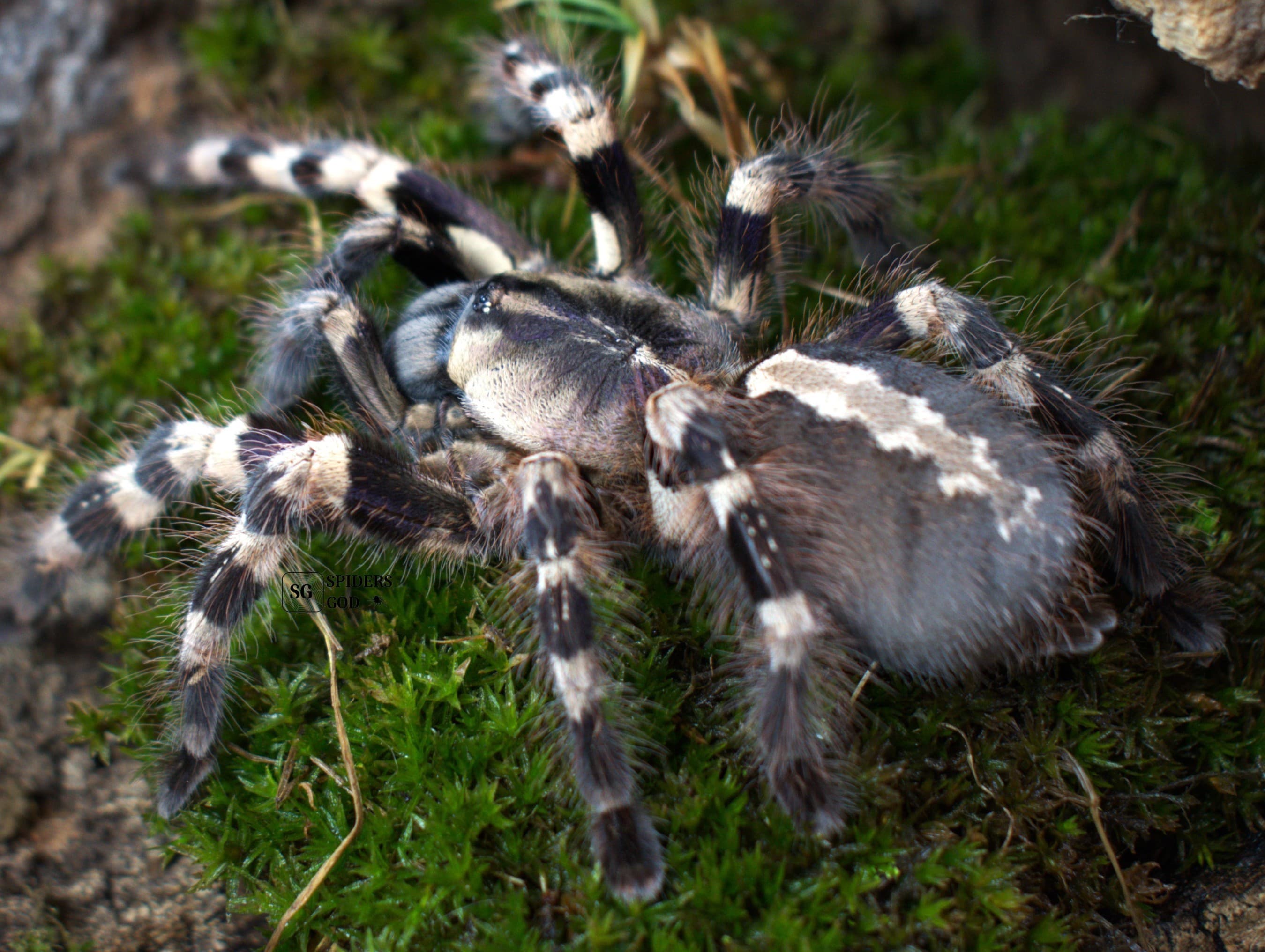 Poecilotheria tigrinawesseli - Poecilotheria tigrinawesseli L5 | Terra Market