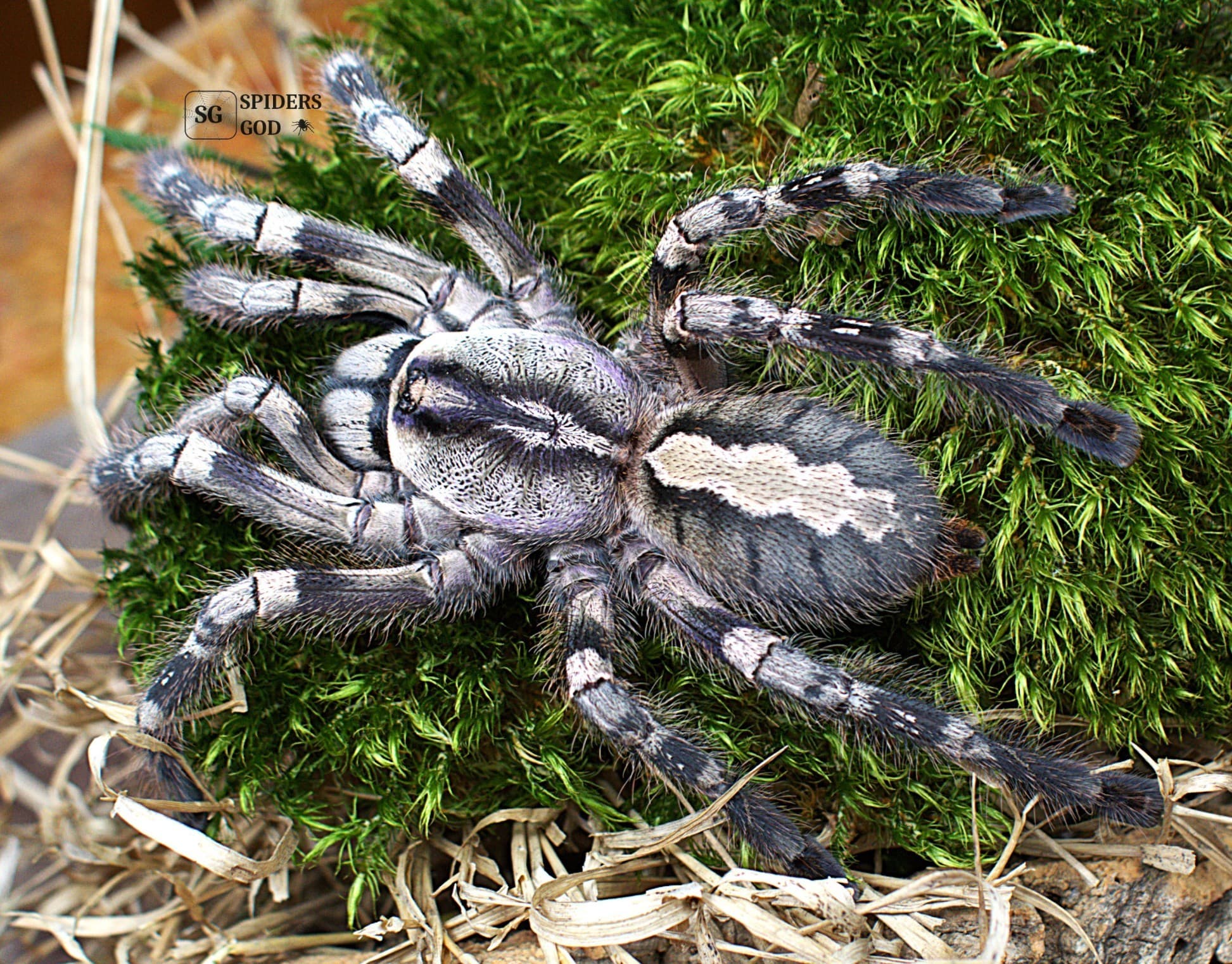 Poecilotheria vittata - Poecilotheria vittata L6 | Terra Market