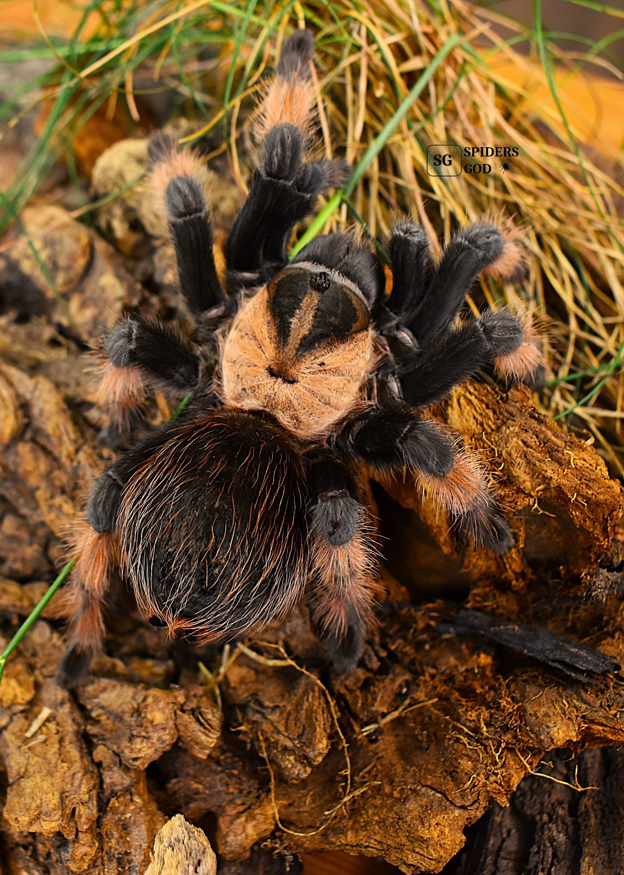 Brachypelma emilia - Brachypelma emilia L3 | Terra Market