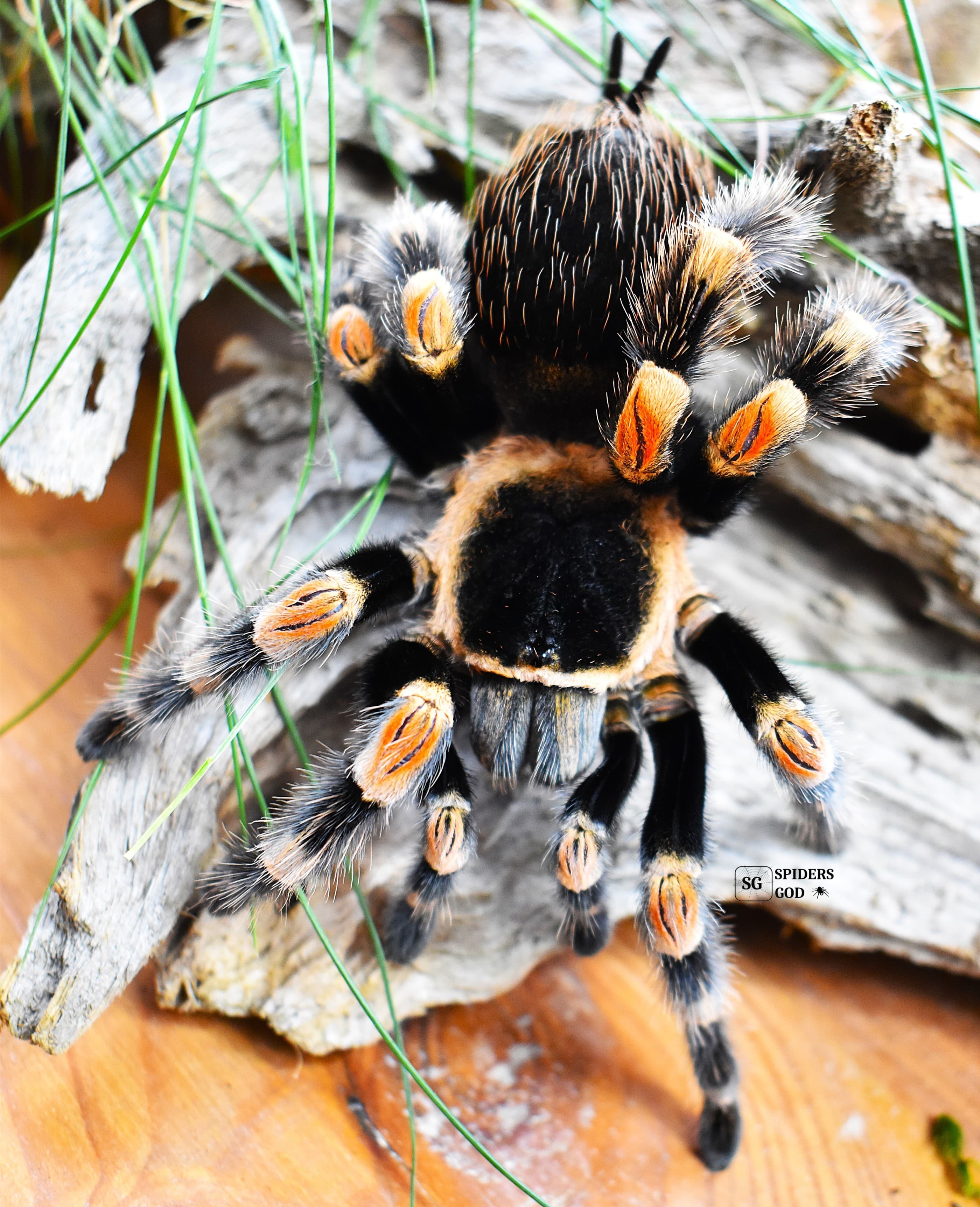 Brachypelma hamorii - Brachypelma hamorii L3 | Terra Market