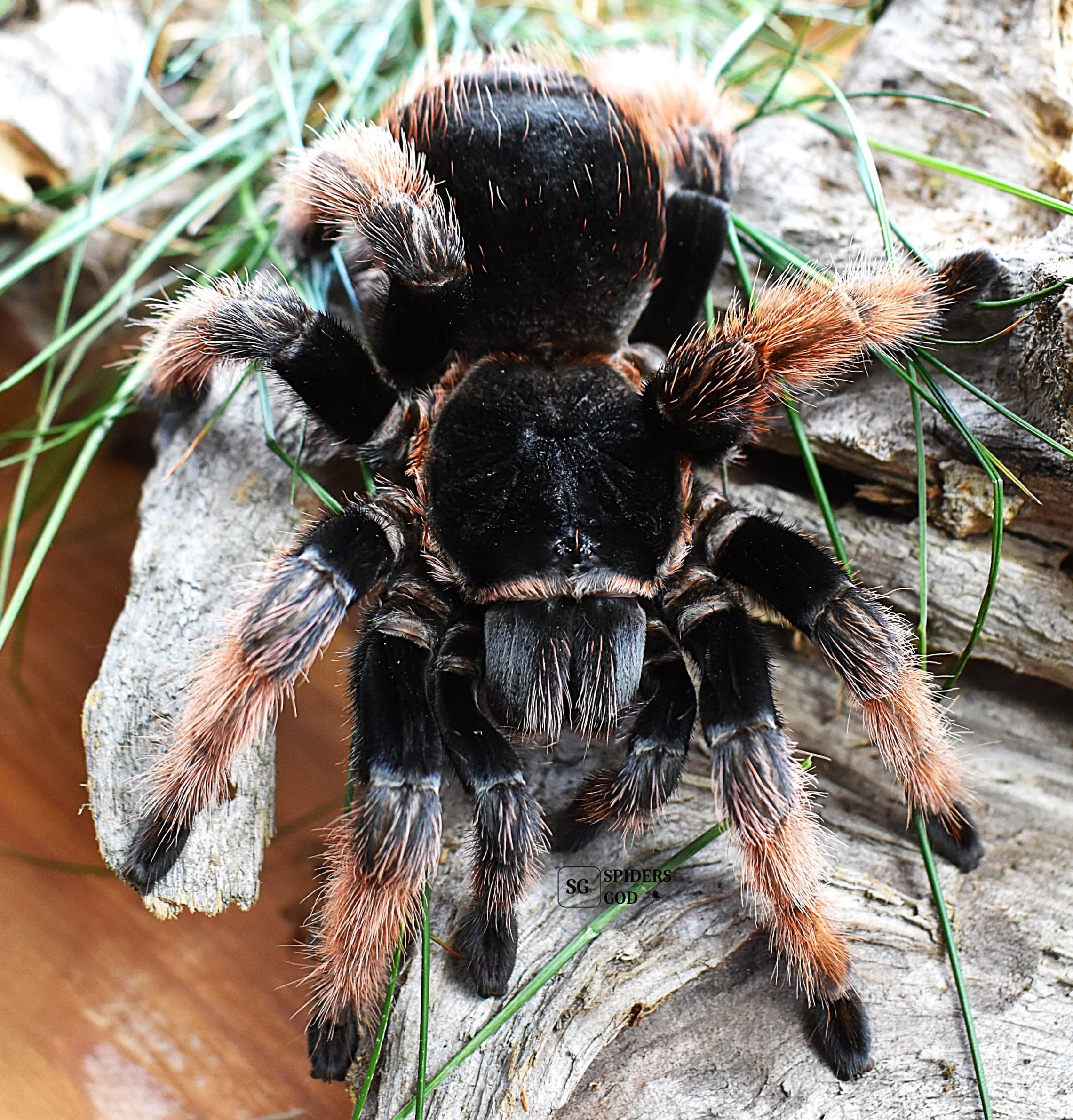 Brachypelma klaasi - Brachypelma klaasi L3 | Terra Market