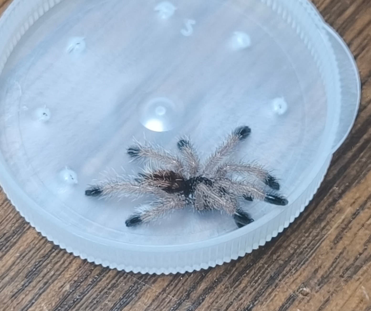 Avicularia geroldi - Avicularia gelordi rzadkosć! | Terra Market