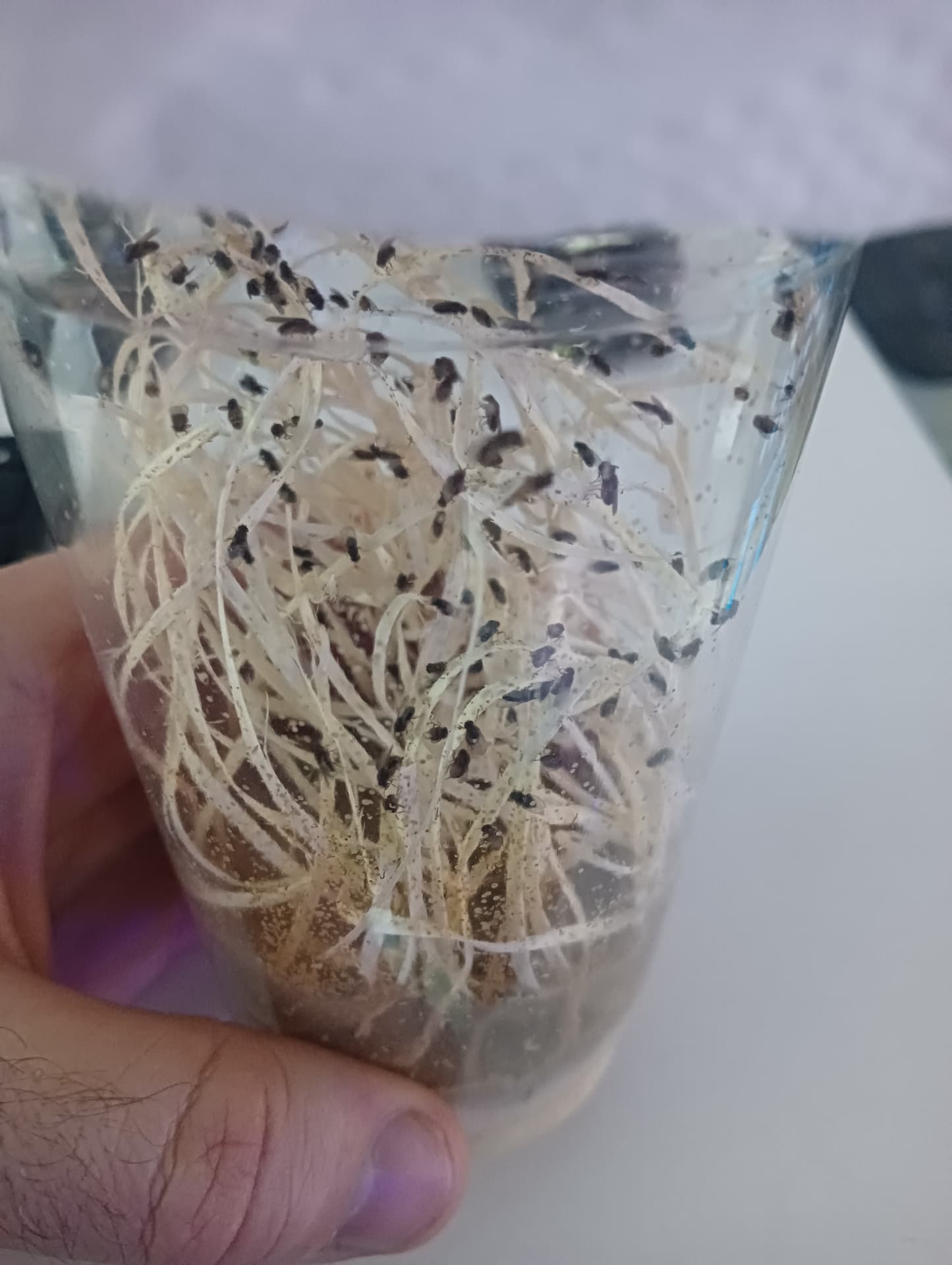 D.Hydei on Terra Market