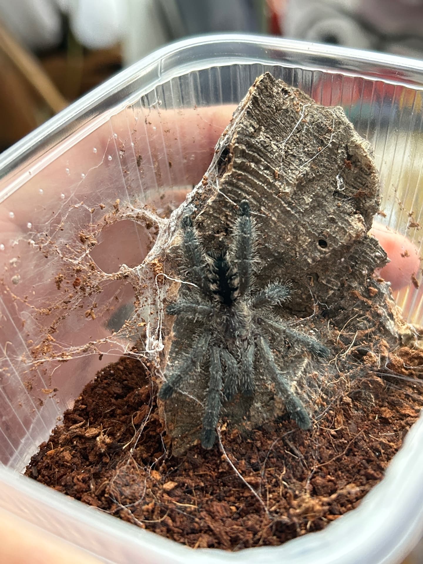 Avicularia purpurea - Avicularia purpurea L3/4 | Terra Market