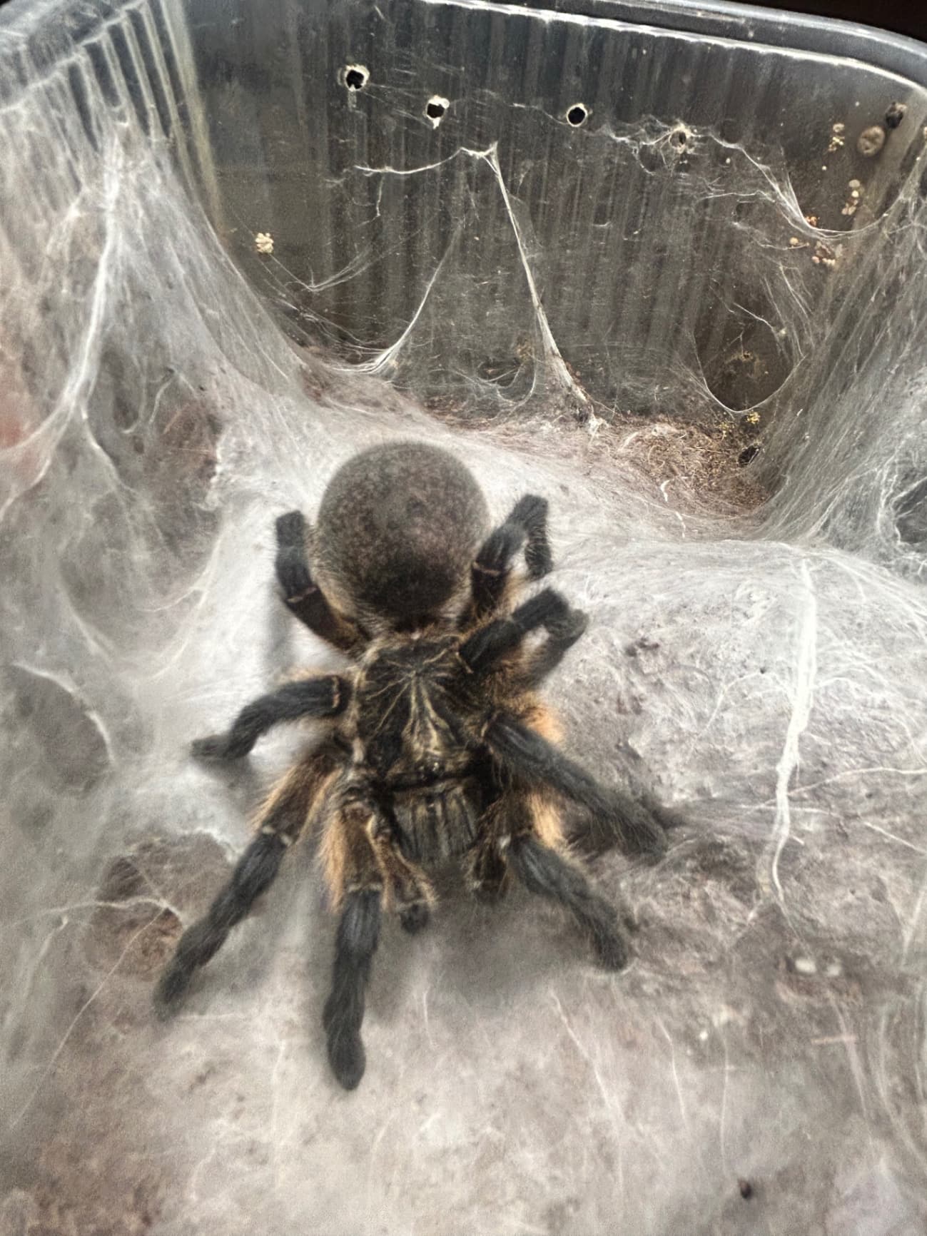 Harpactira pulchripes L5