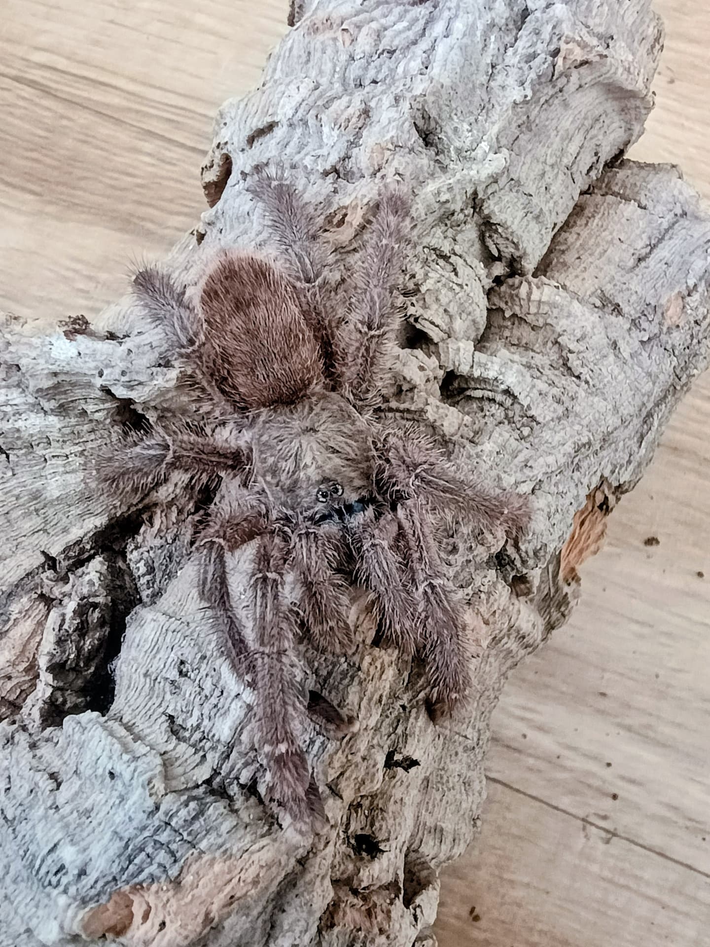 Caribena laeta - Caribena laeta SAMICA | Terra Market