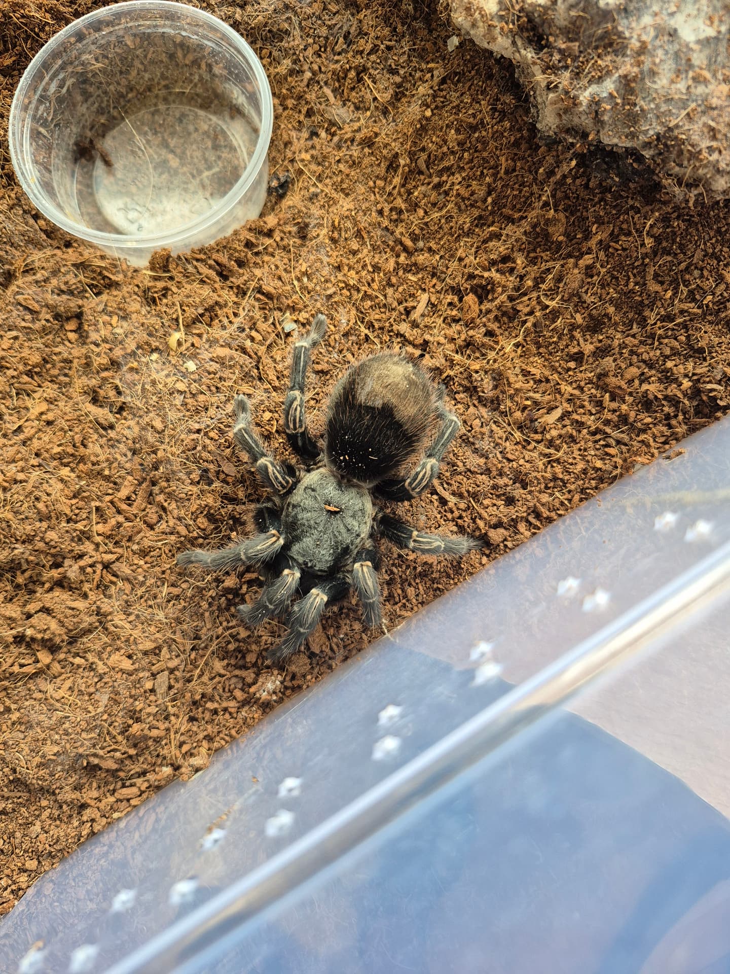 Thrixopelma sp cajamarca samica
