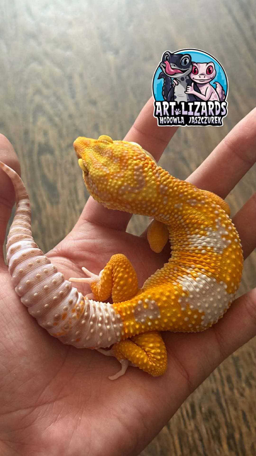 Eublepharis macularius - 1.0 Burning Blood Rainwater Albono Blue Amber Eye | Terra Market