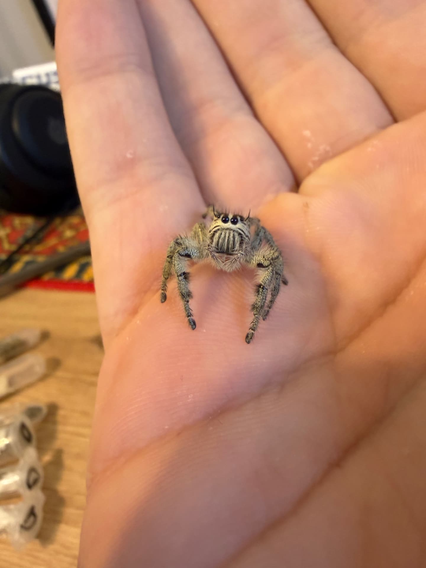 Hyllus diardi - Samiczki sub/adult Hyllus diardi | Terra Market