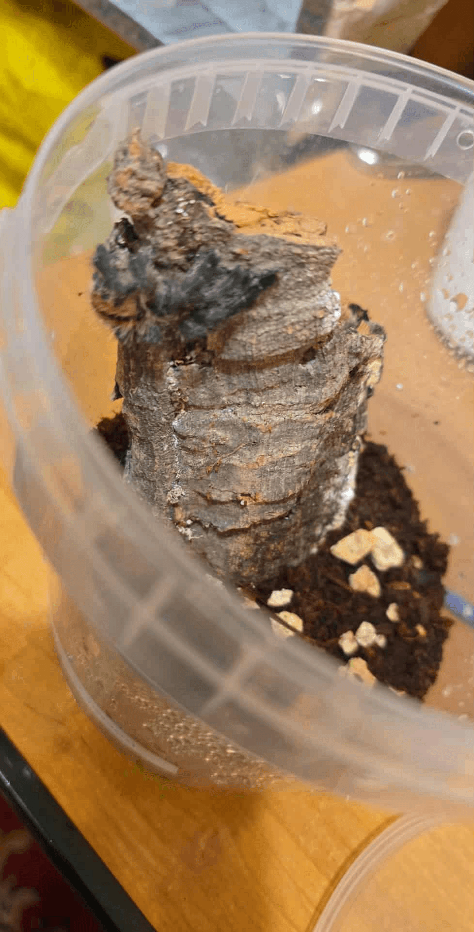 Avicularia variegata - Avicularia variegata | Terra Market