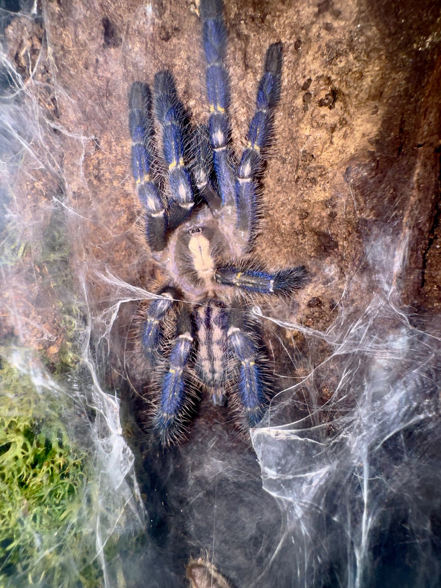 Poecilotheria metallica - Poecilotheria Metallica L7 | Terra Market
