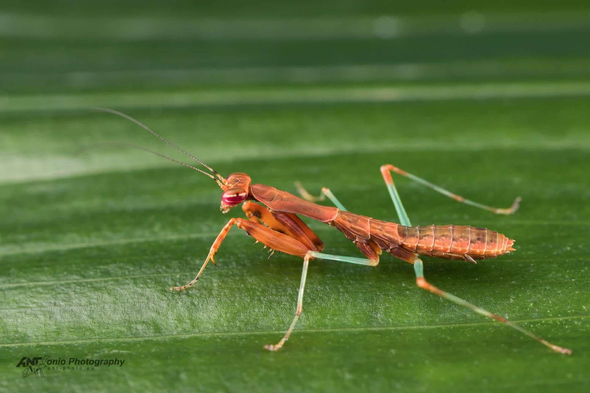Anaxarcha limbata - Mantids Anaxarcha limbata | Terra Market