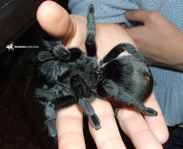 Grammostola pulchra (1.5cm DLS) - Brazilian Black