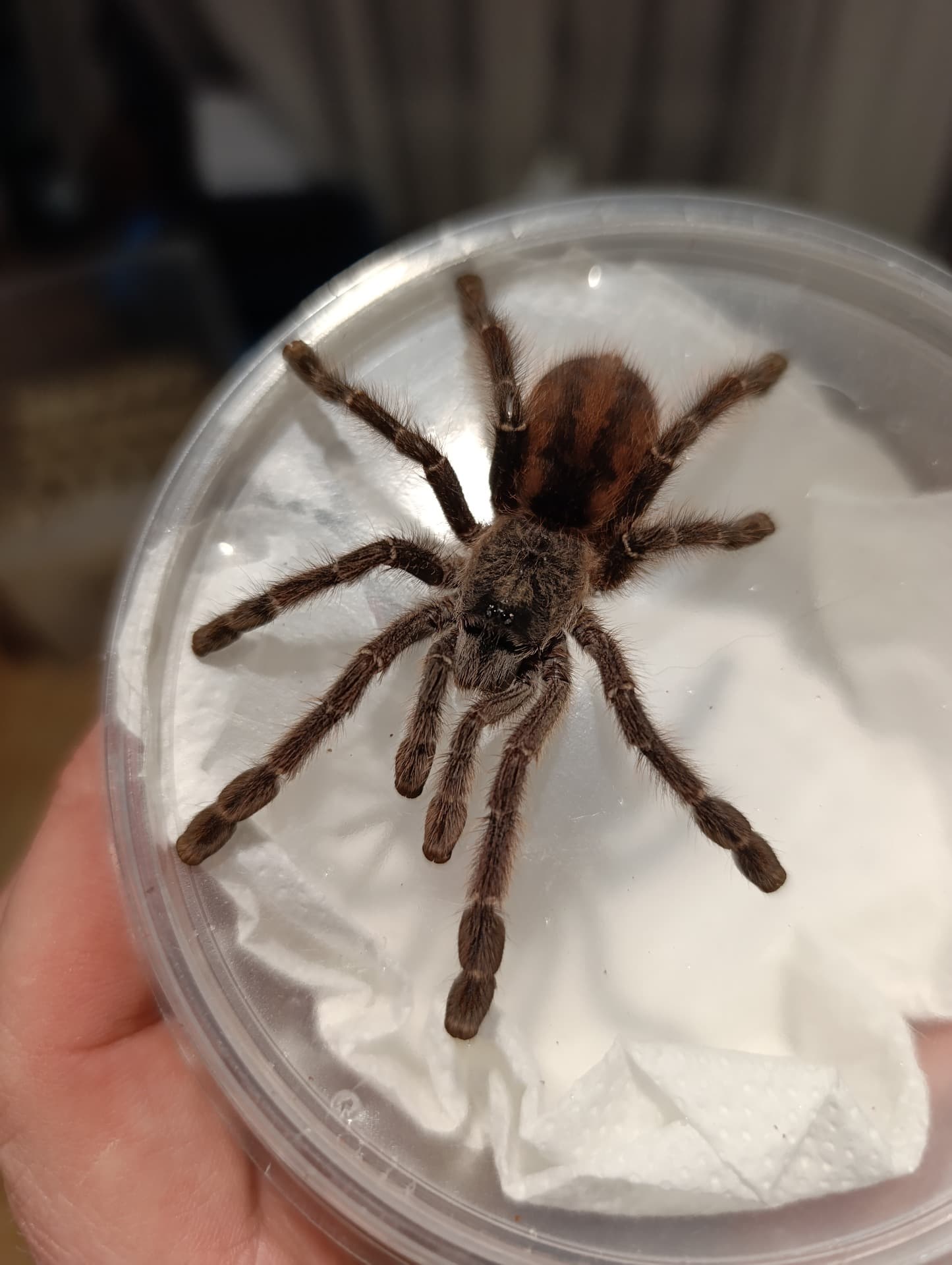 Samica Y. sooretama 3dc