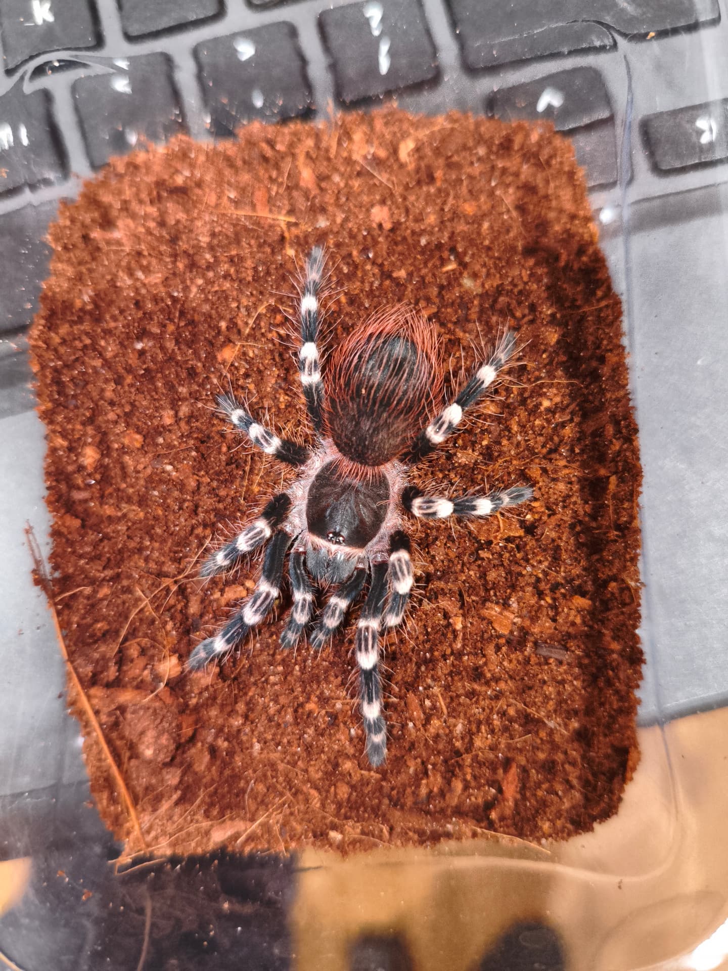 Acanthoscurria geniculata - Samiczka 2.5dc | Terra Market