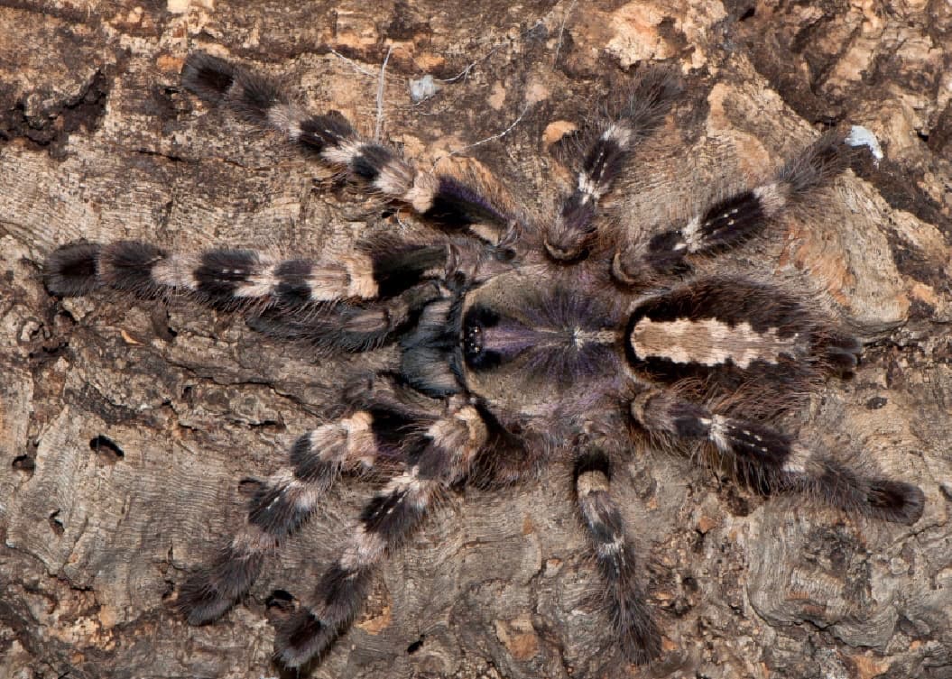 Poecilotheria tigrinawesseli - Schöne Stücke 2,5dc | Terra Market
