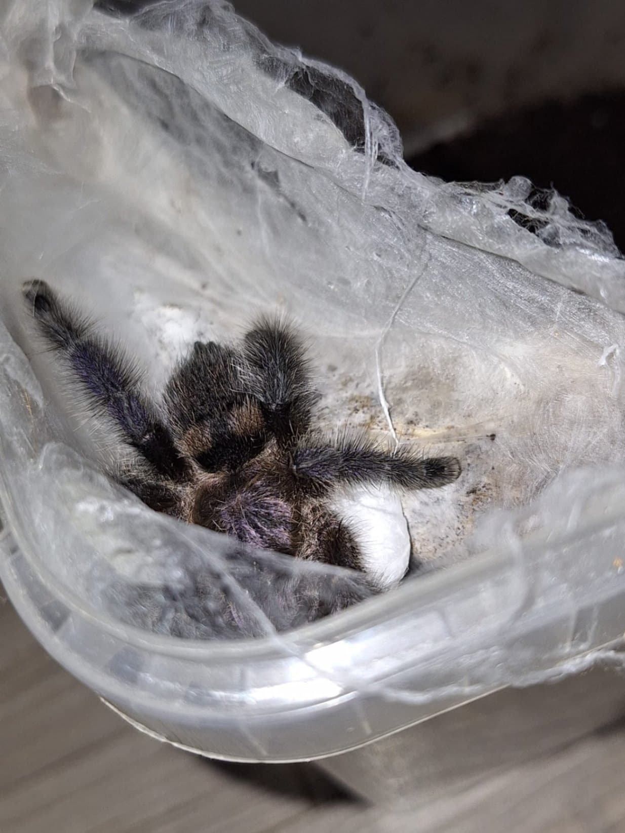 Avicularia colombia / colombien L1