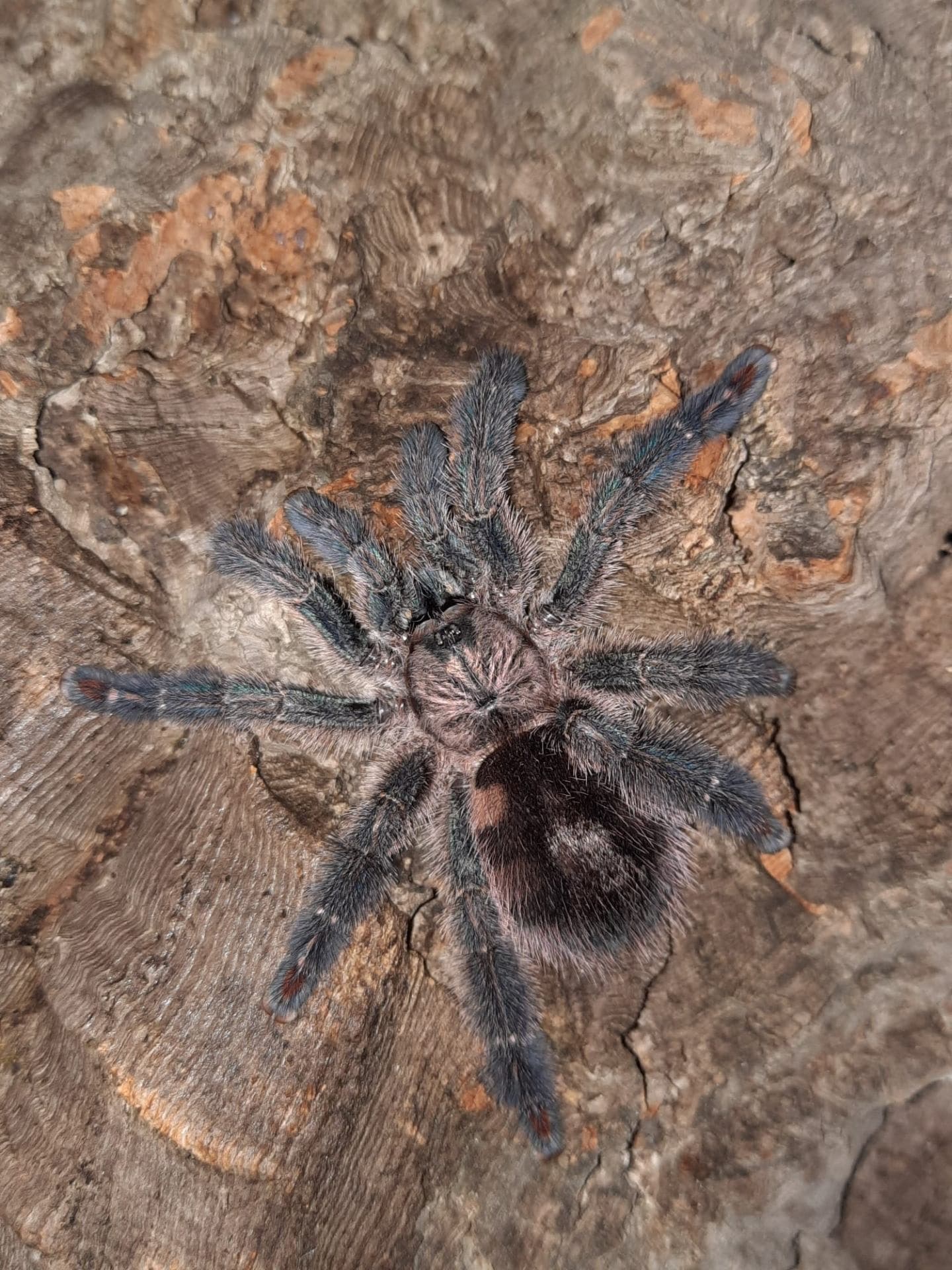 Ybyrapora diversipes L1
