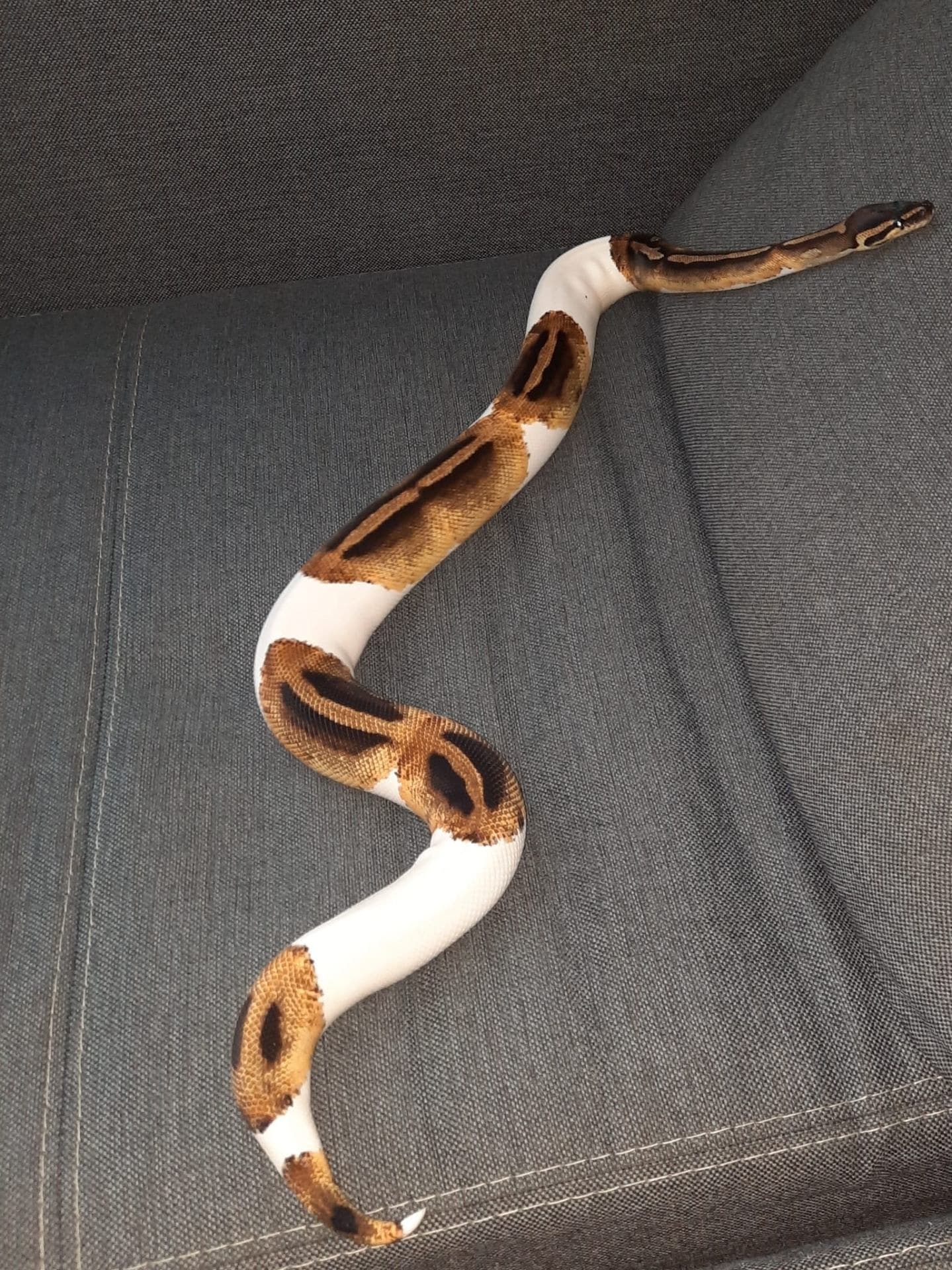 Pyton królewski - samica