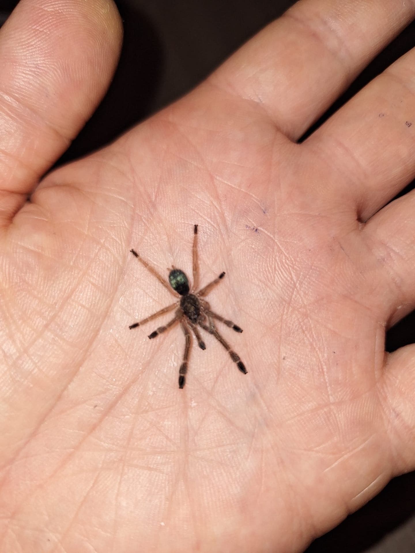 Ephebopus murinus L3