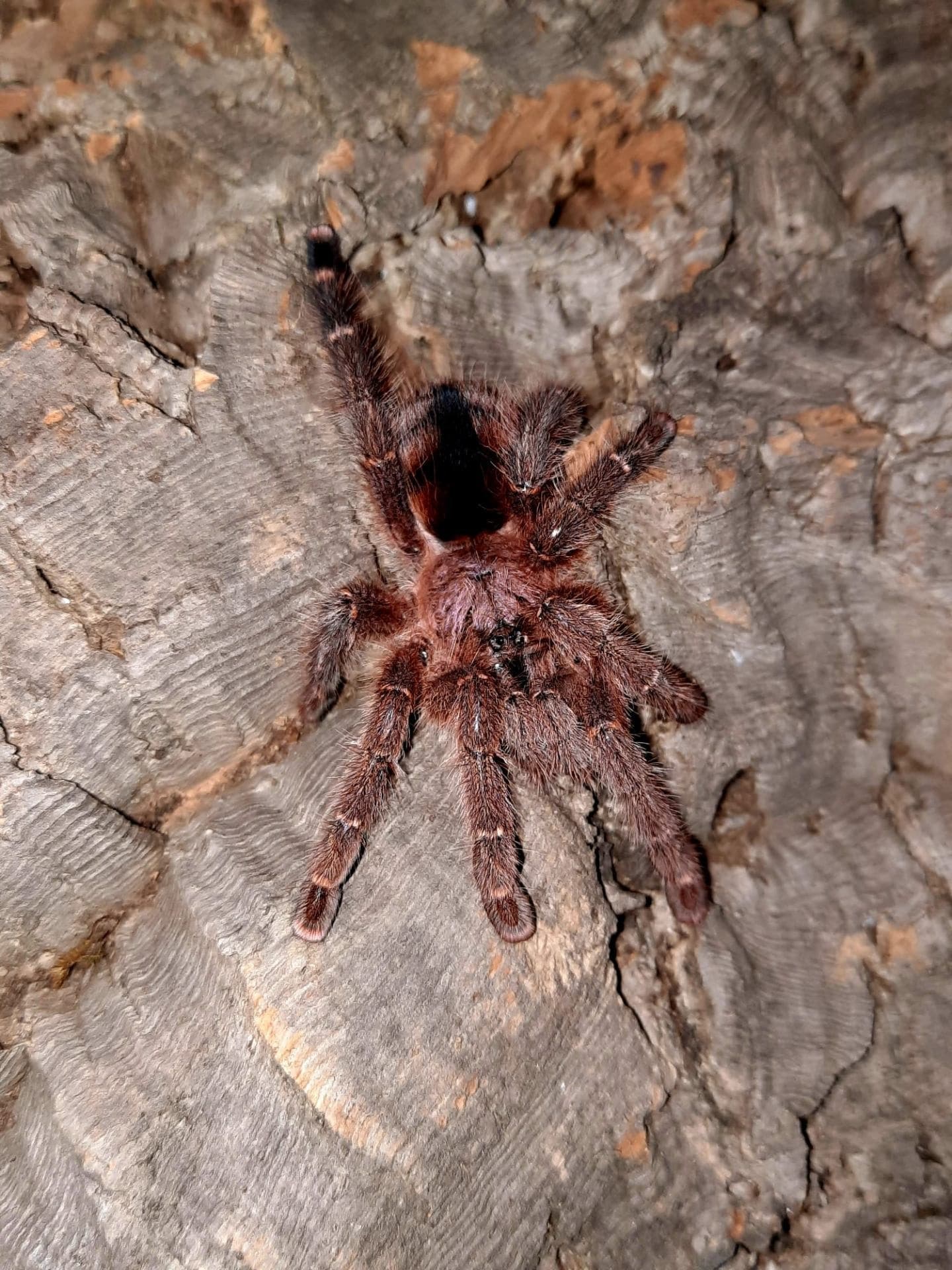 Avicularia minatrix - samica