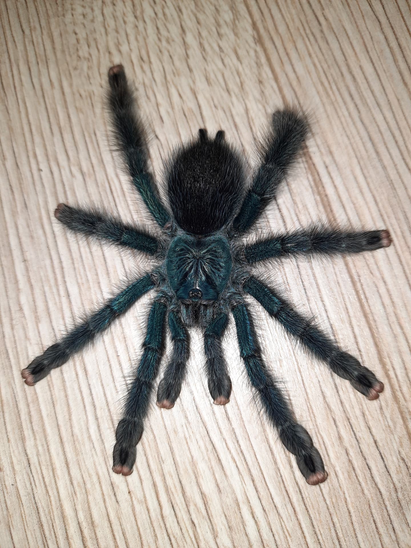 Avicularia geroldi L1