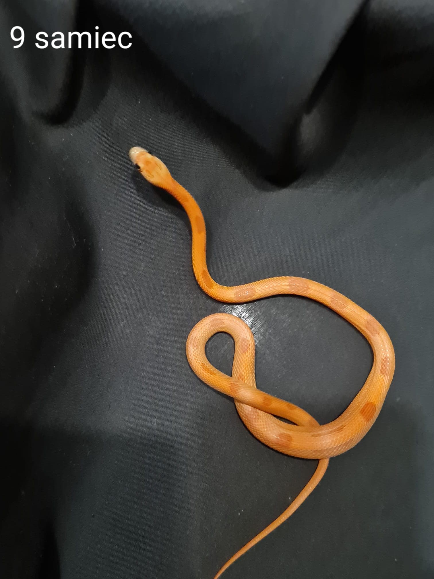 Pantherophis guttatus - Wąż zbożowy | Terra Market