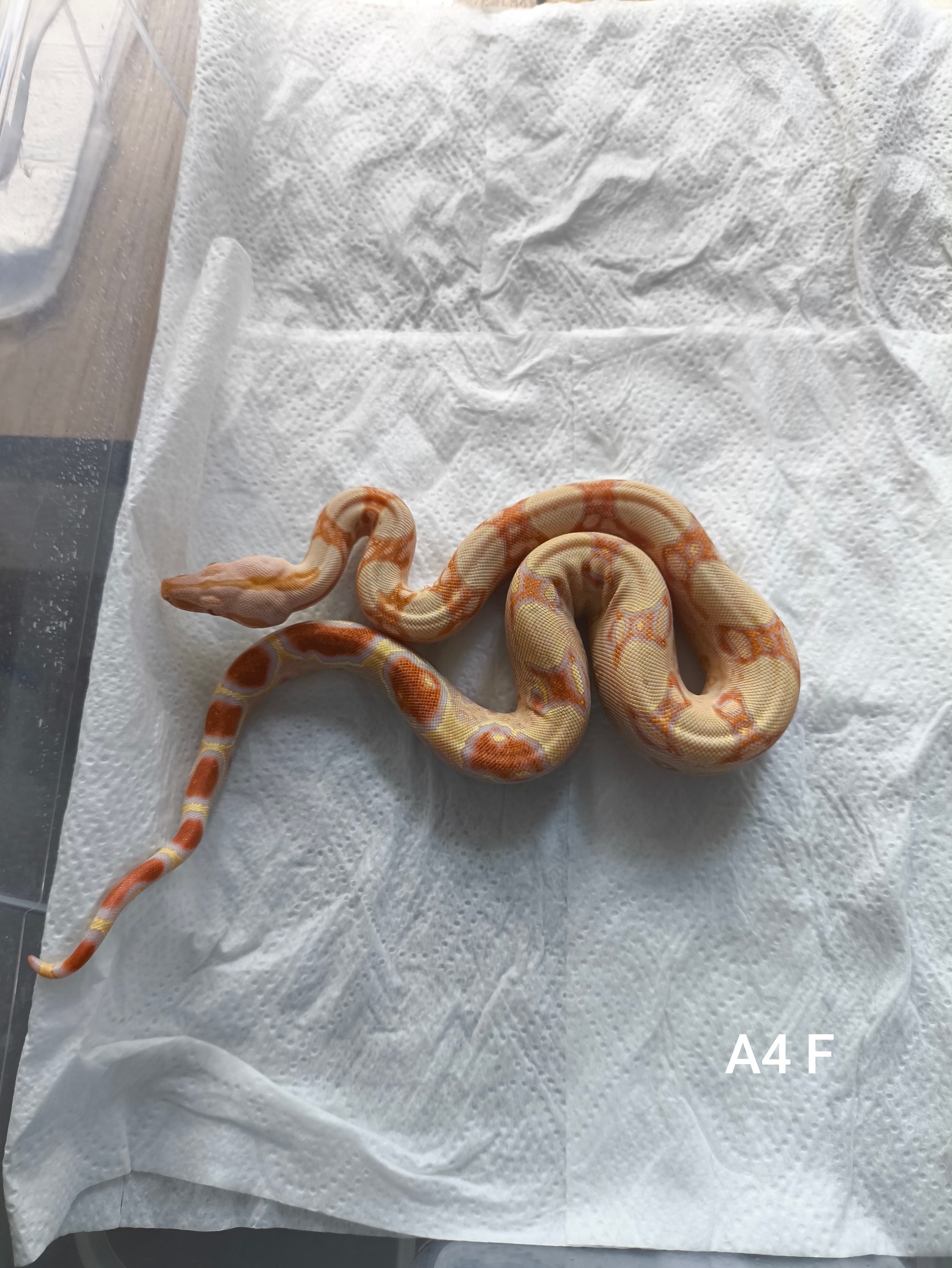 Boa imperator - Boa cesarski | Terra Market
