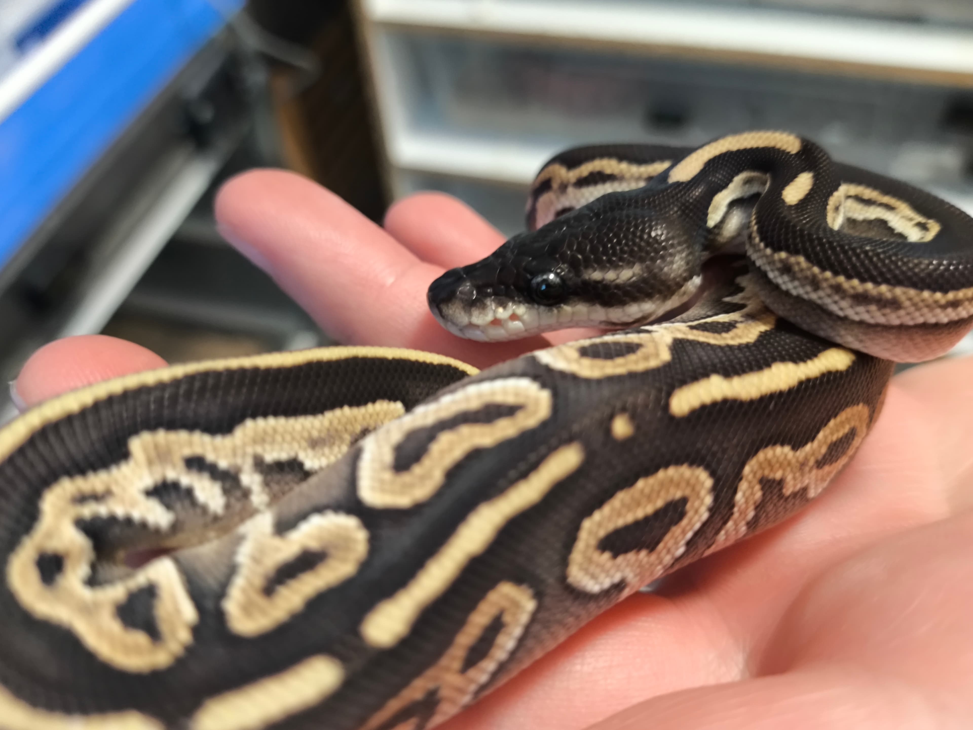 Python regius - Pyton królewski | Terra Market