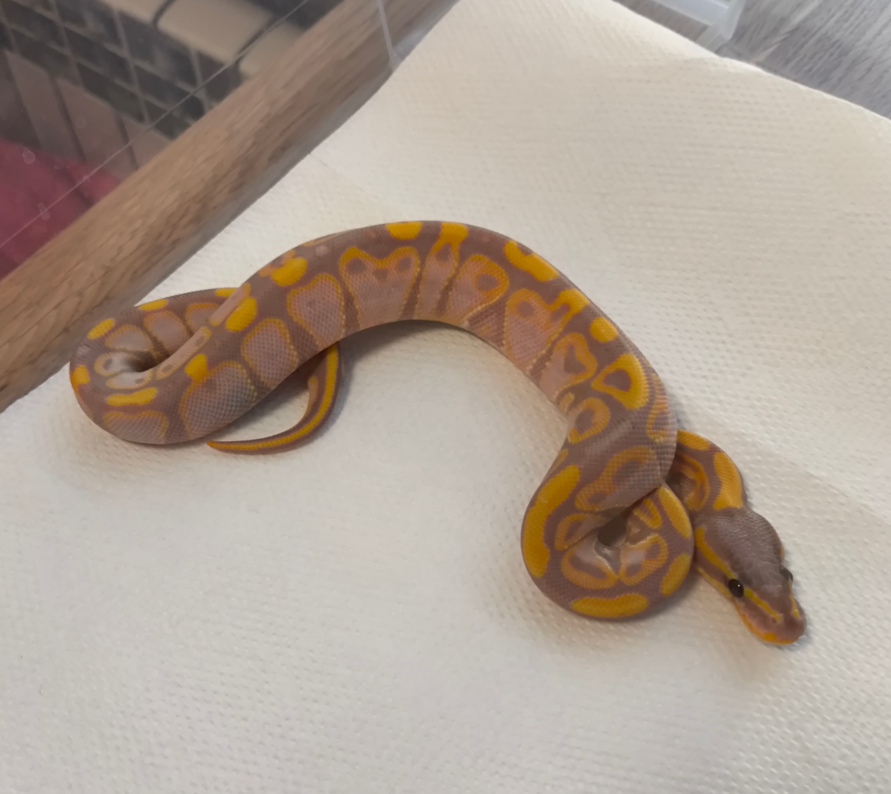 Python regius - Pyton królewski | Terra Market