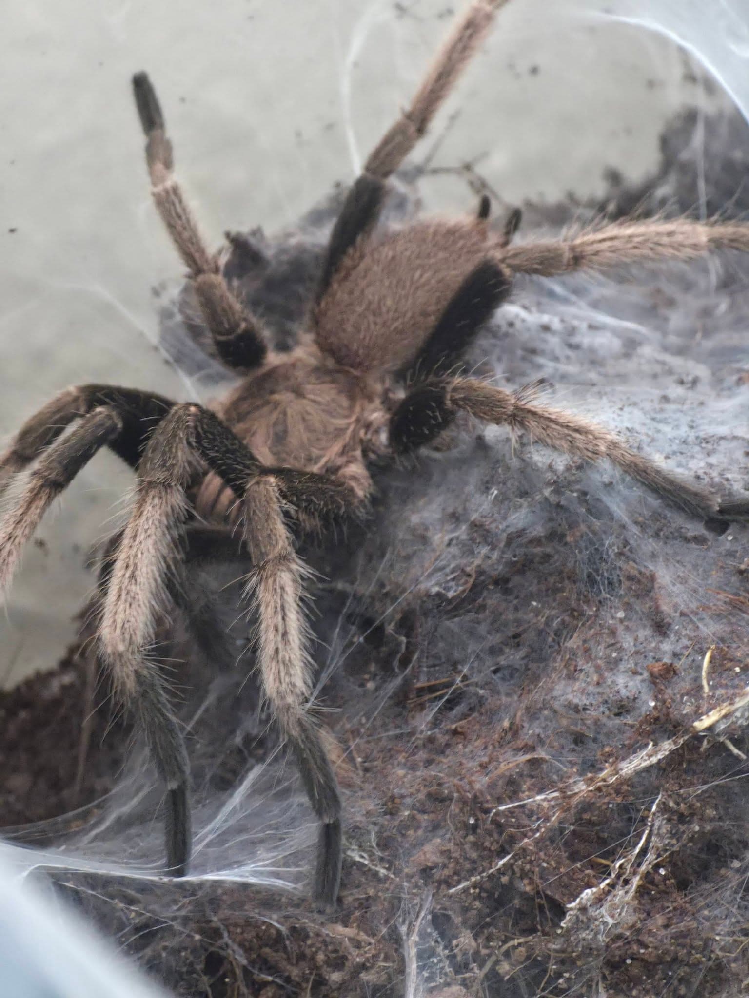 Chilobrachys sp. Blue Vietnam - Chilobrachys sp. Blue Vietnam Adult | Terra Market