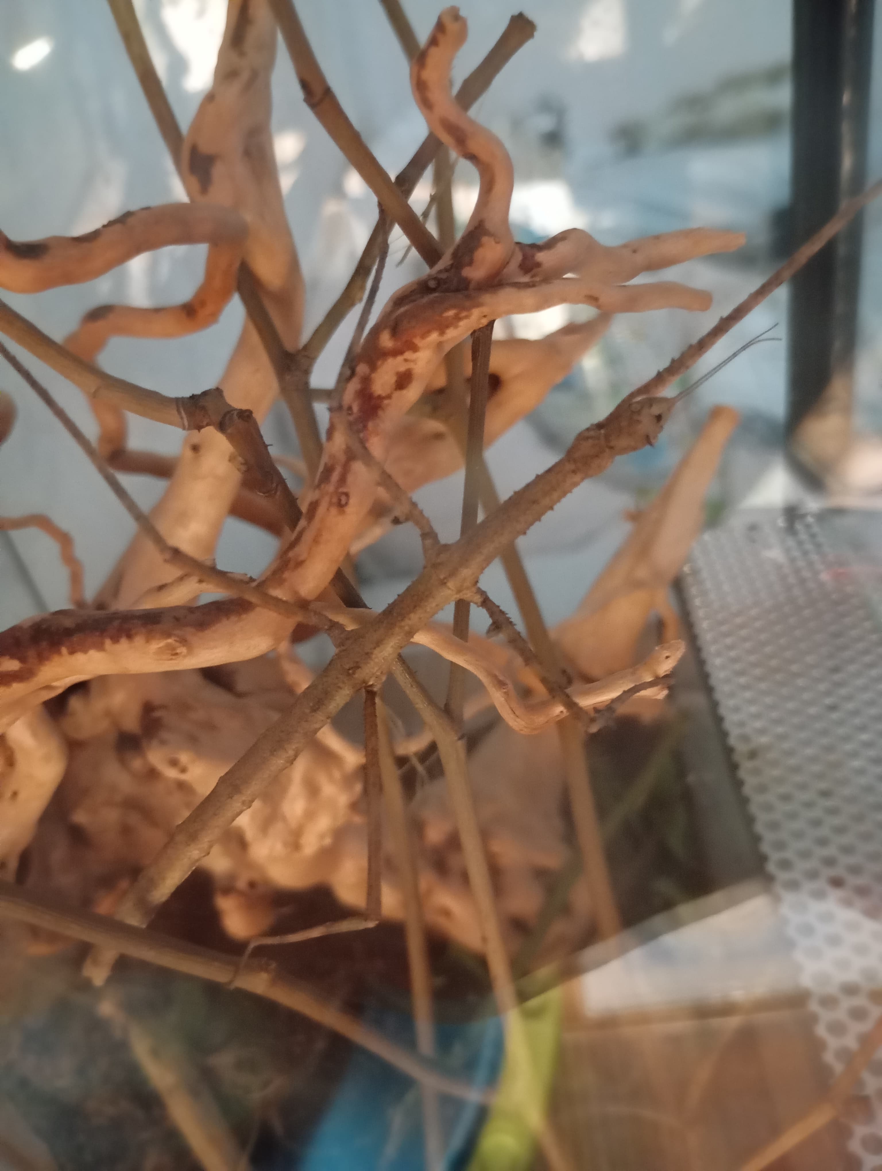 Carausius morosus - Patyczak indyjski L2-l5 | Terra Market
