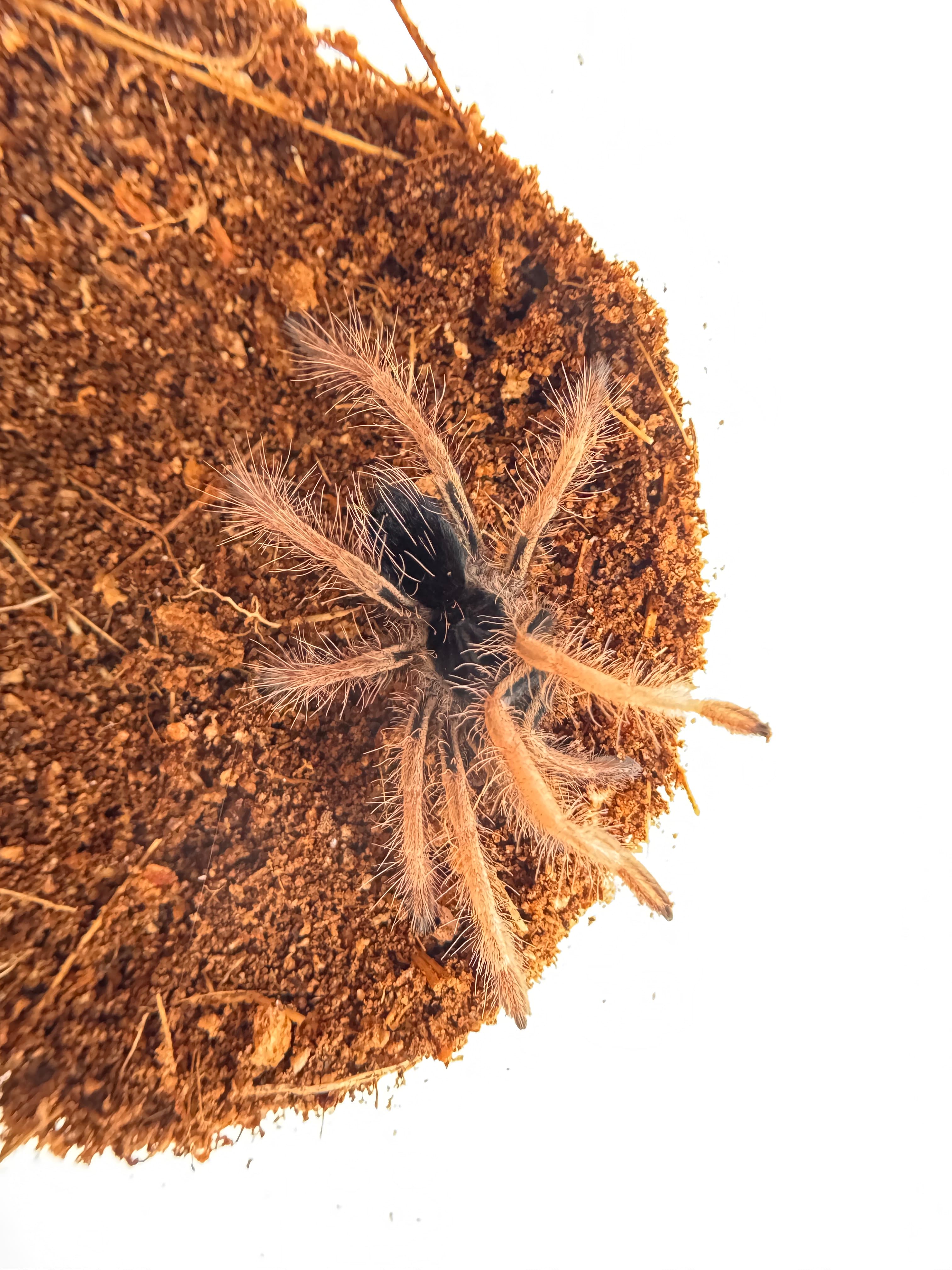 Megaphobema robustum L1