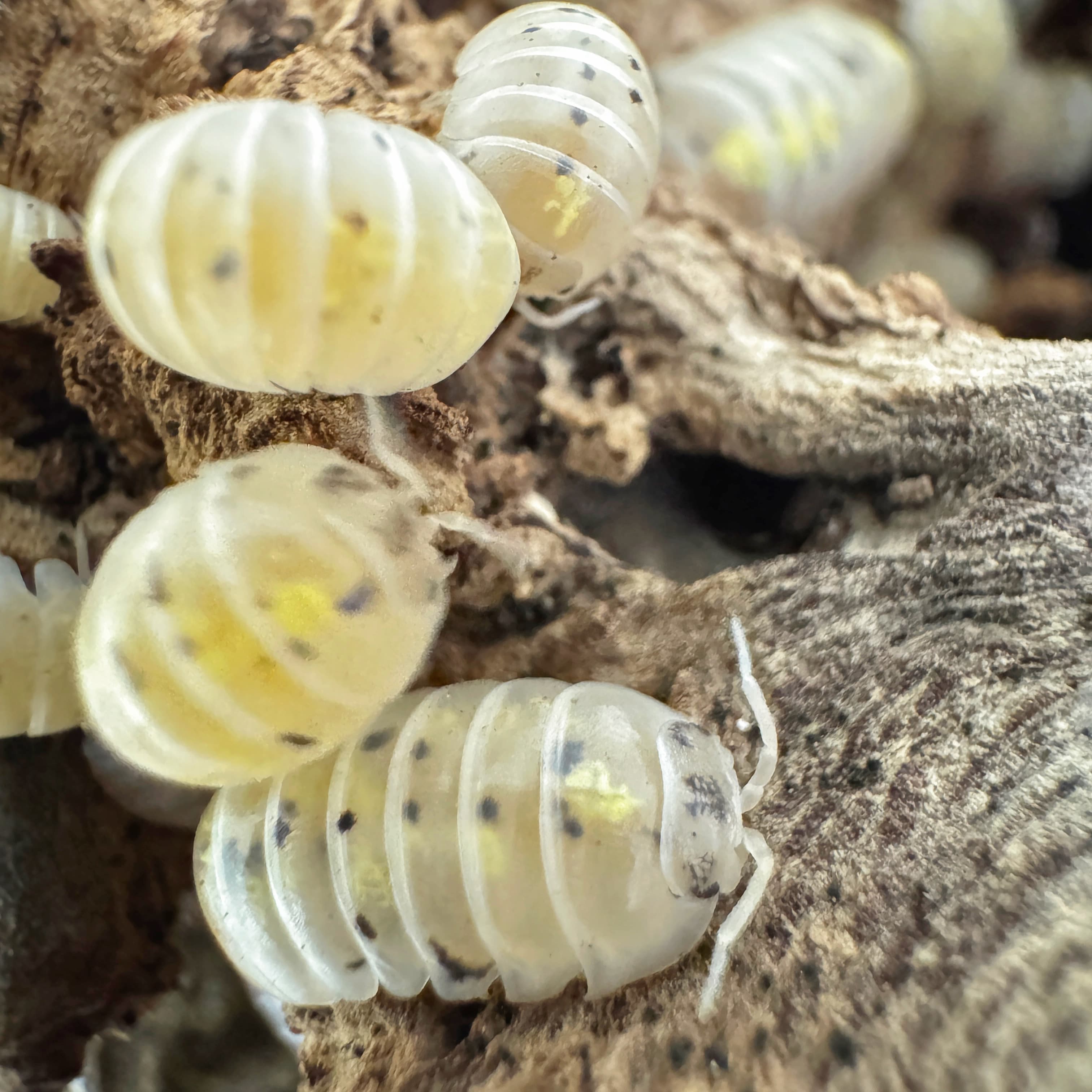 Armadillidium Vulgare Magic Potion - Armadillidium Vulgare Magic Potion | Terra Market