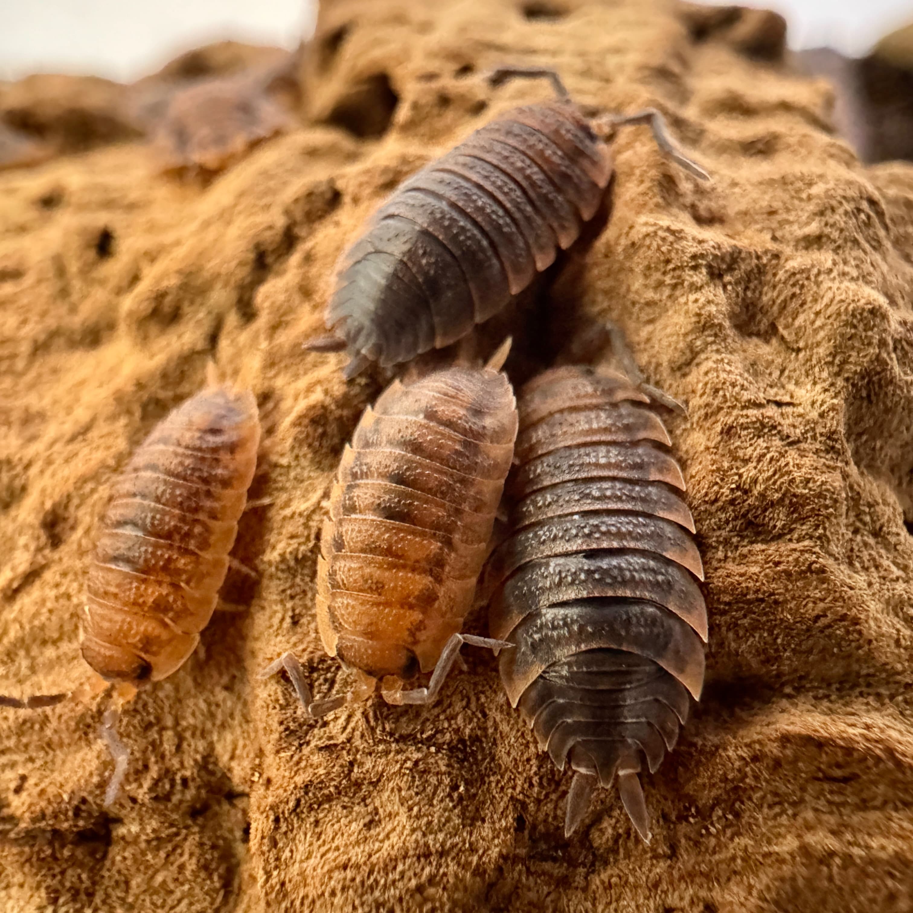 Porcellio Scaber Rusty - Porcellio Scaber Rusty | Terra Market